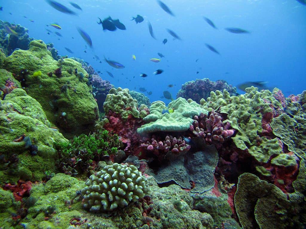 phoenix islands protected area coral