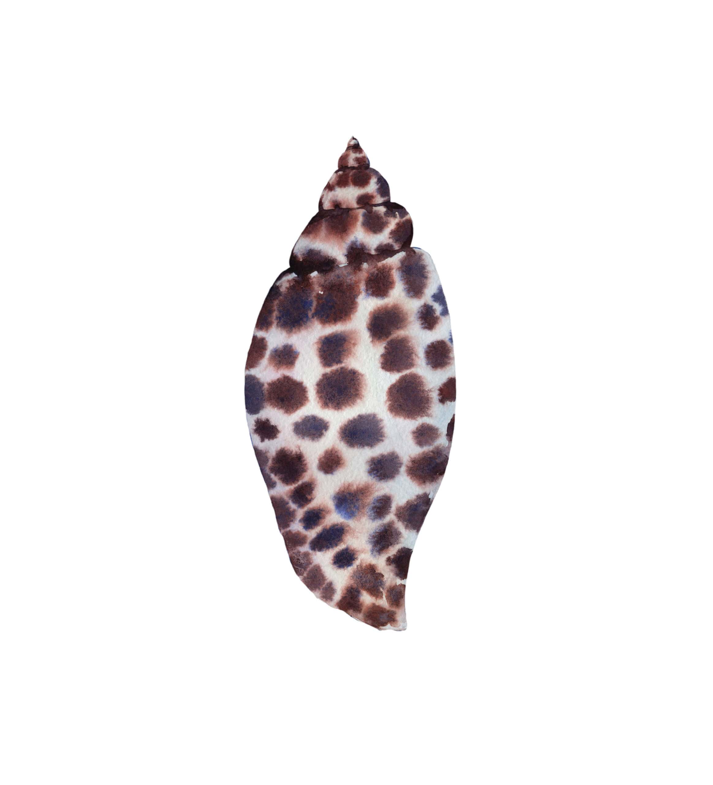 Junonia (Scaphella junonia)