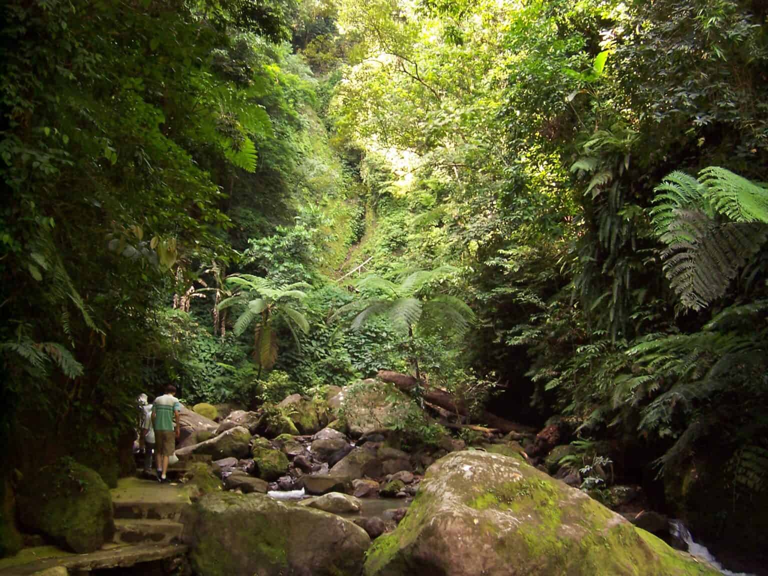 12 Most Threatened Rainforests Globally - Rarest.org