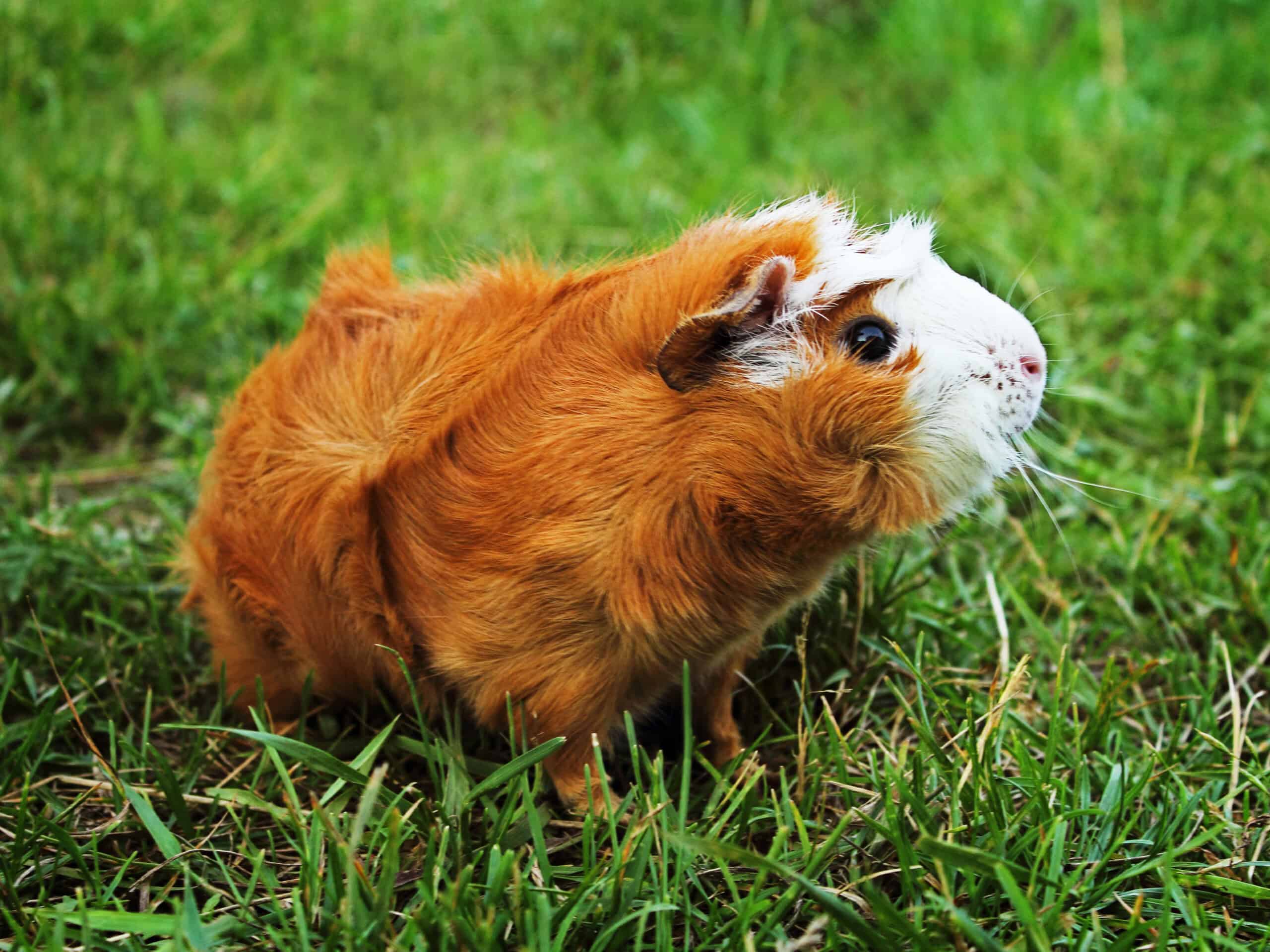 Abyssinian Guinea Pig