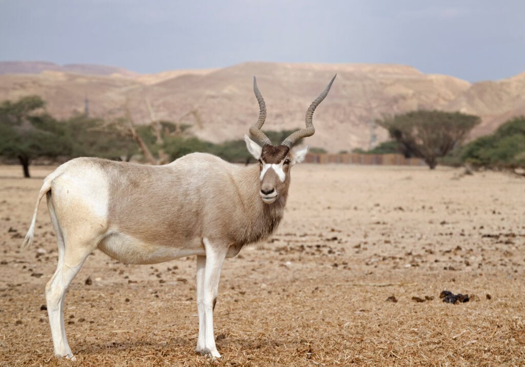 Addax Antelope