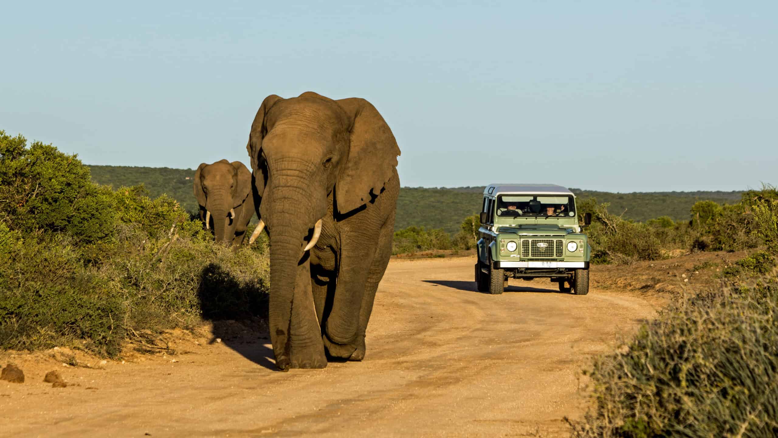 Addo Elephant National Park, South Africa