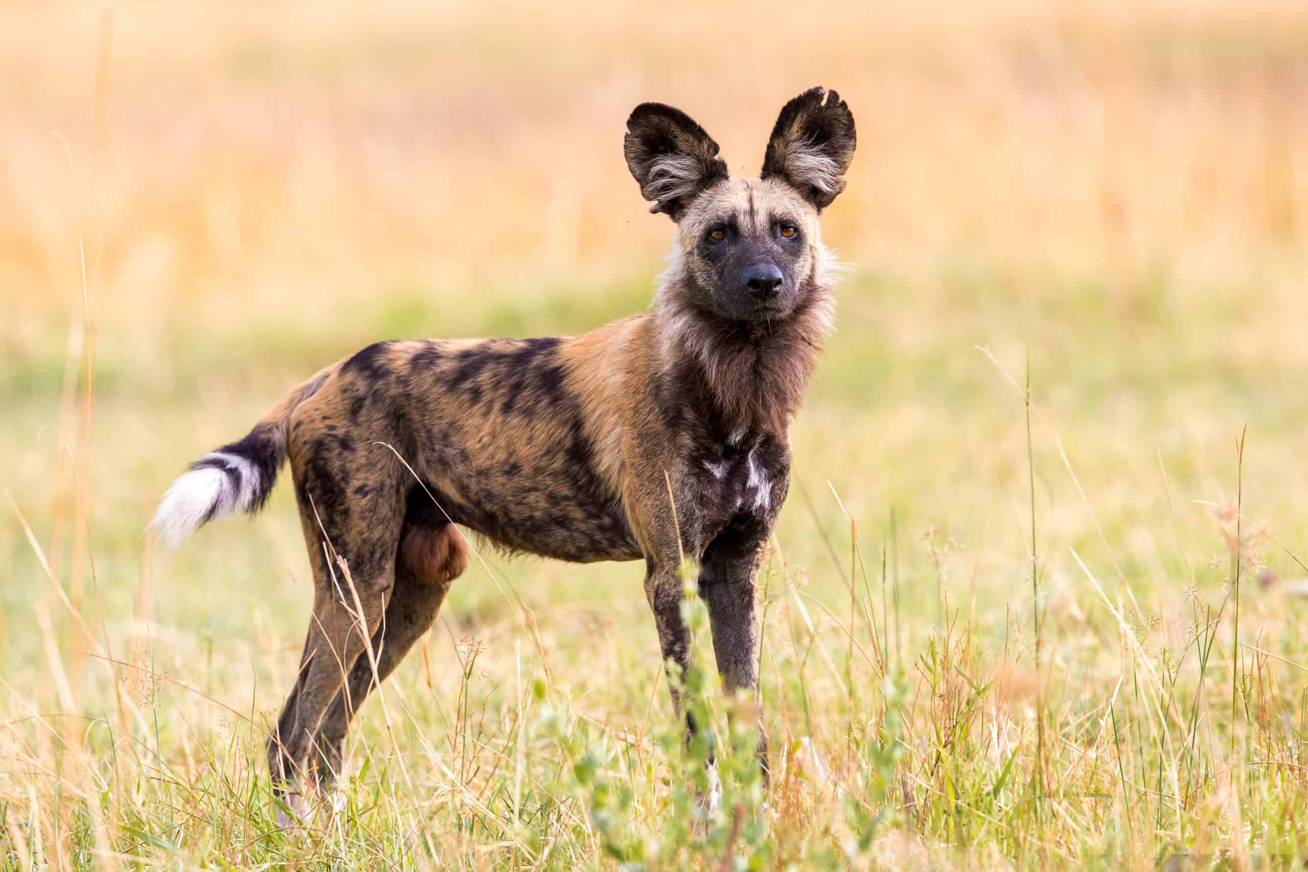 African Wild Dog (Lycaon pictus)