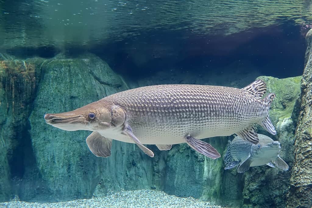 Alligator Gar