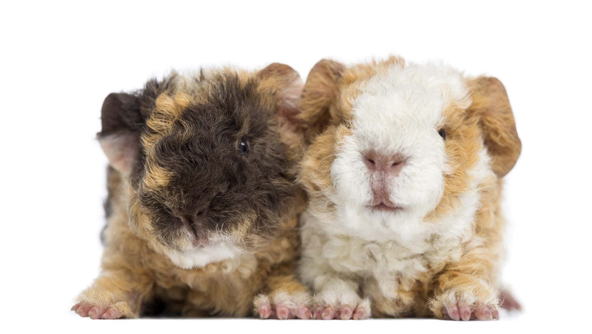 19 Guinea Pig Breeds from Common to Rare - Rarest.org