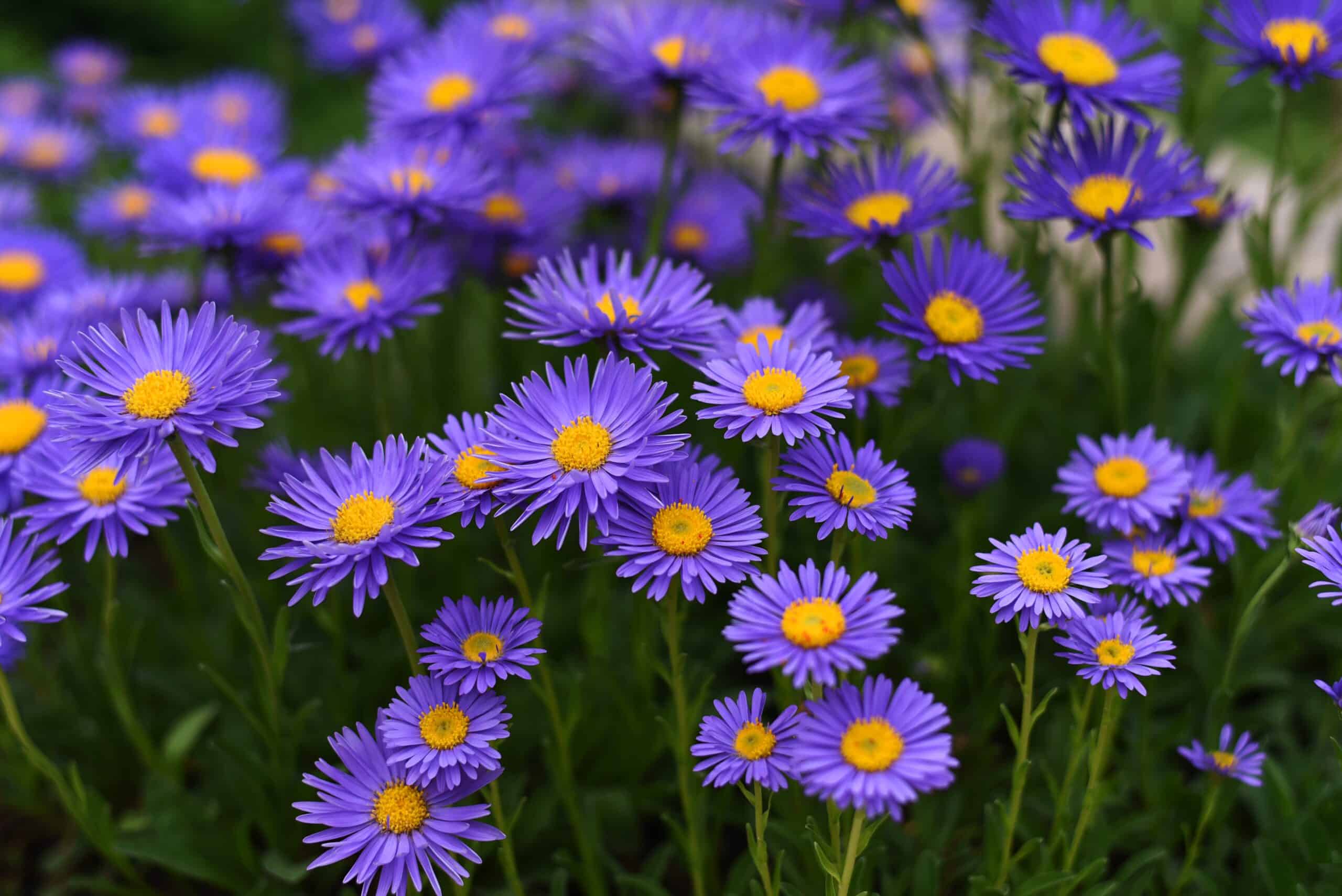 Alpine Aster (Aster alpinus)