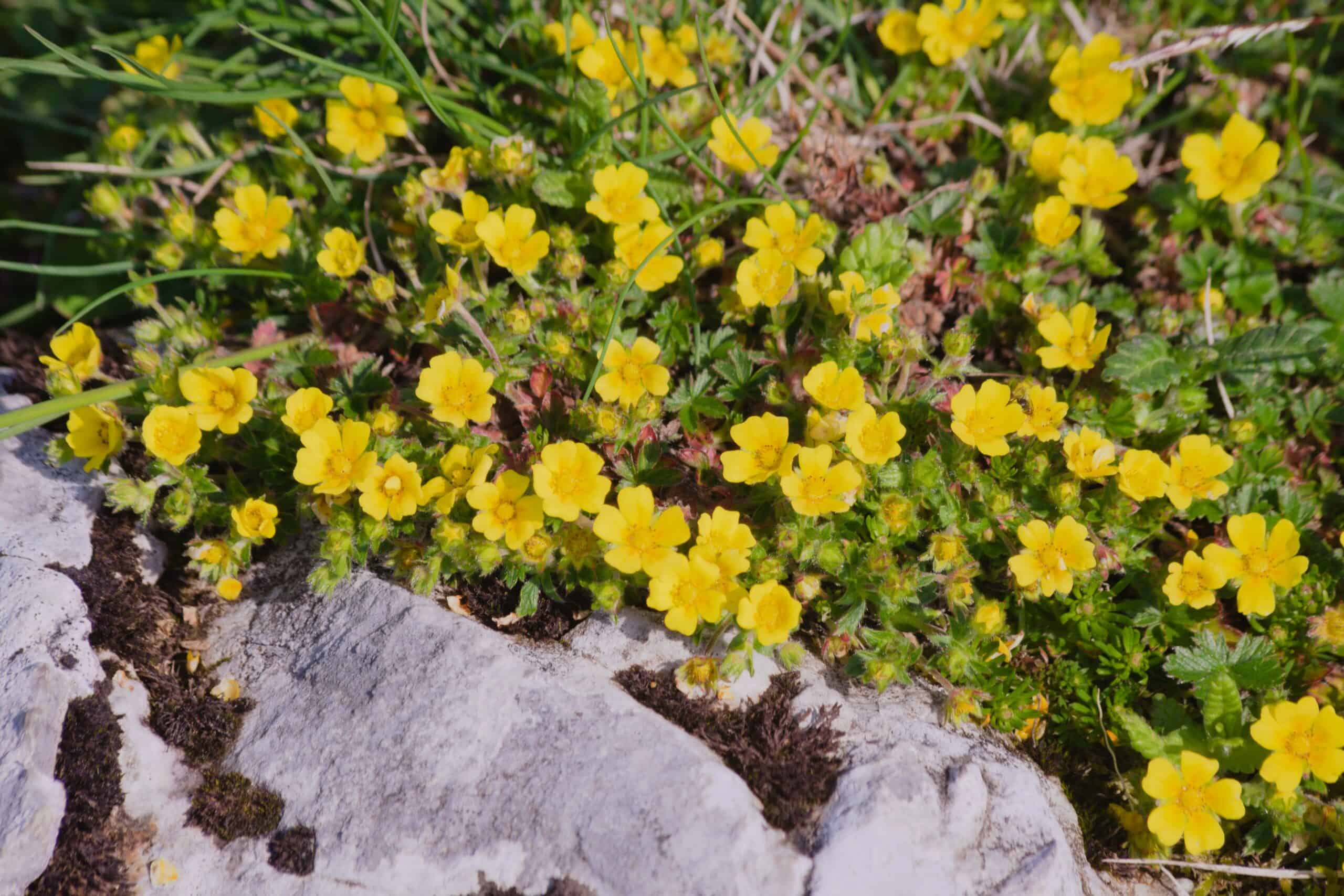 Alpine Cinquefoil (Potentilla crantzii)