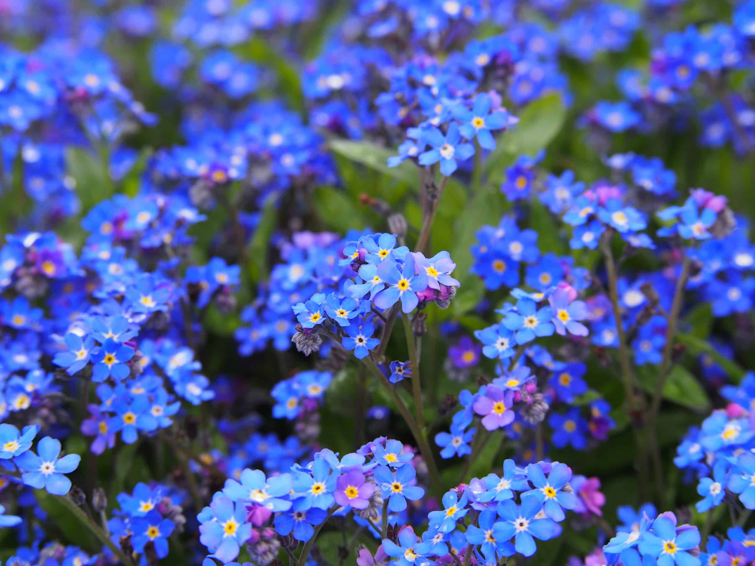 Alpine Forget-Me-Not (Myosotis alpestris)