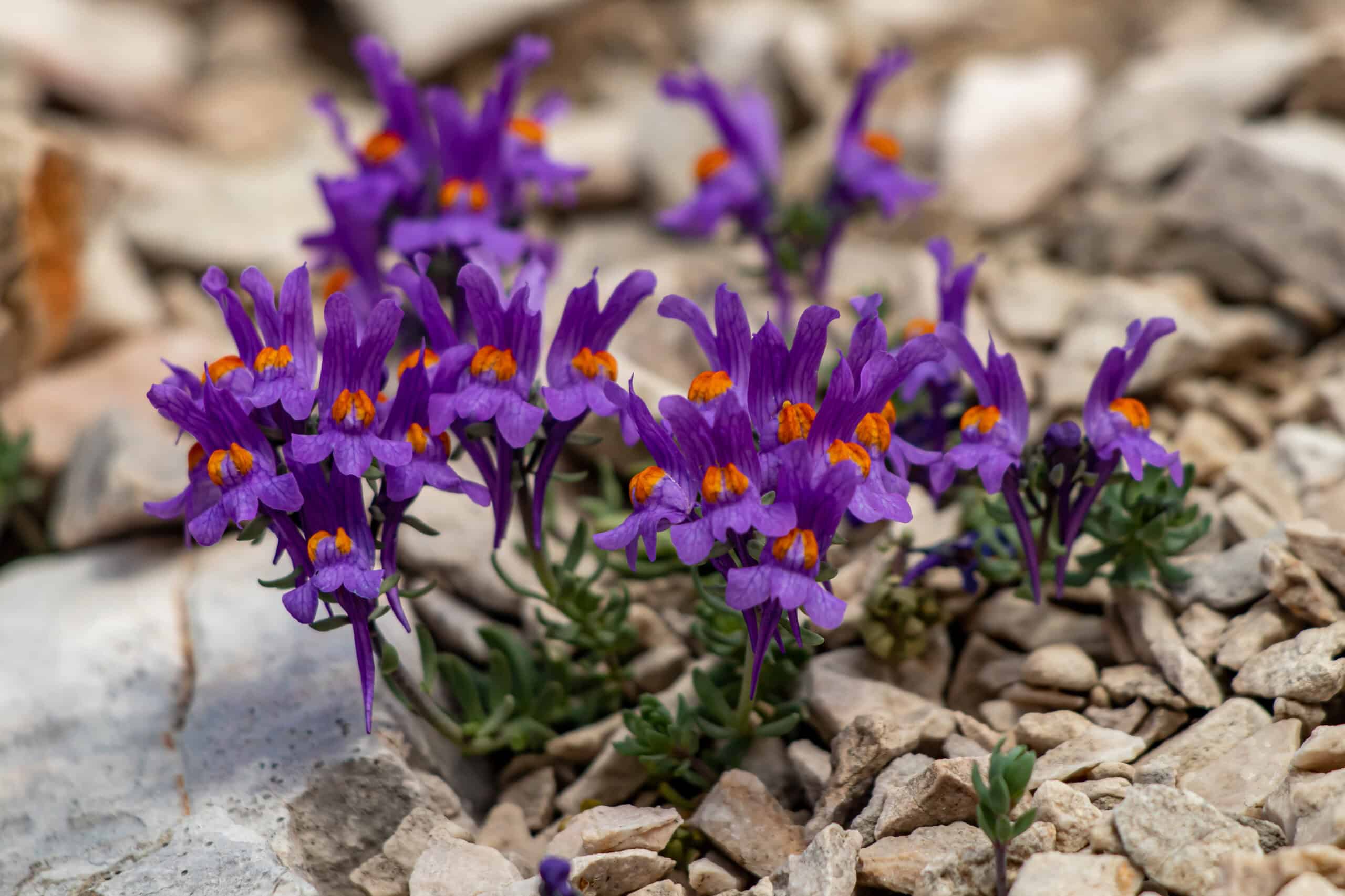 Alpine Toadflax (Linaria alpina)