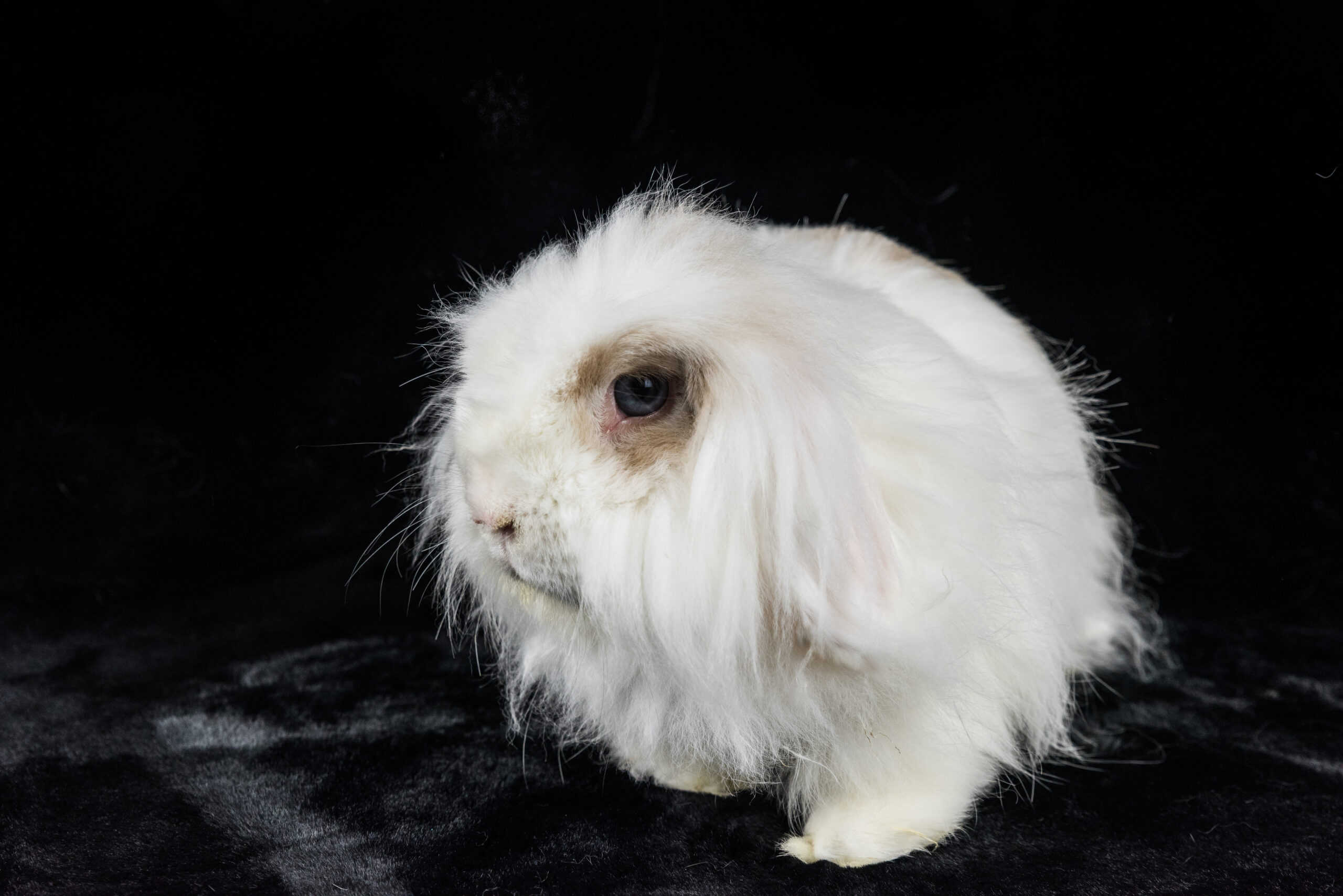 American Fuzzy Lop Rabbit