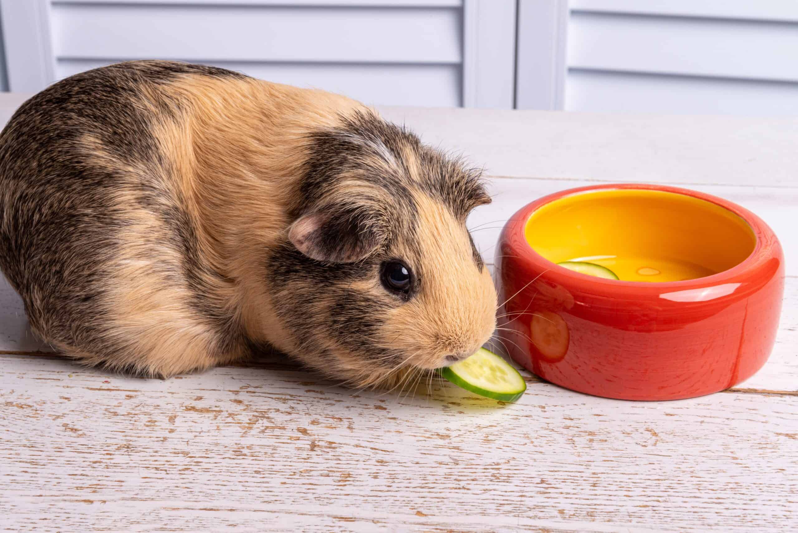 American Guinea Pig