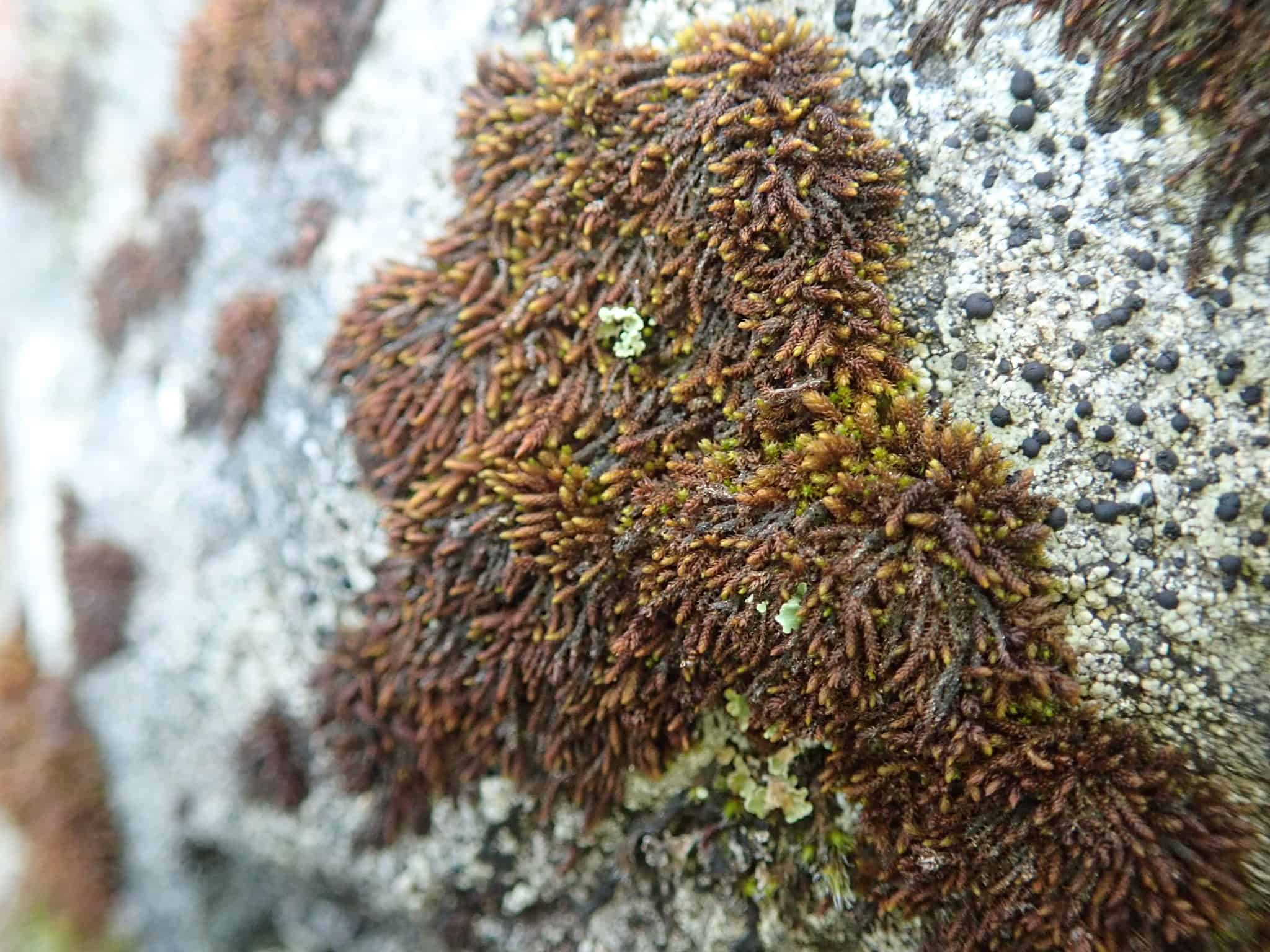 Andreaea rupestris (Black Rock Moss)