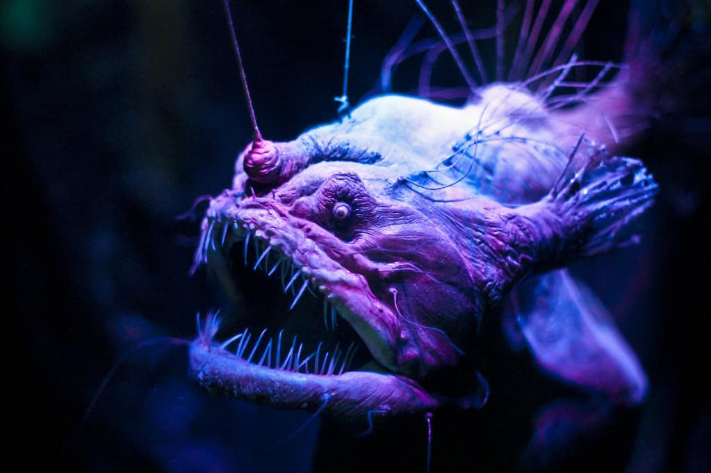 Anglerfish