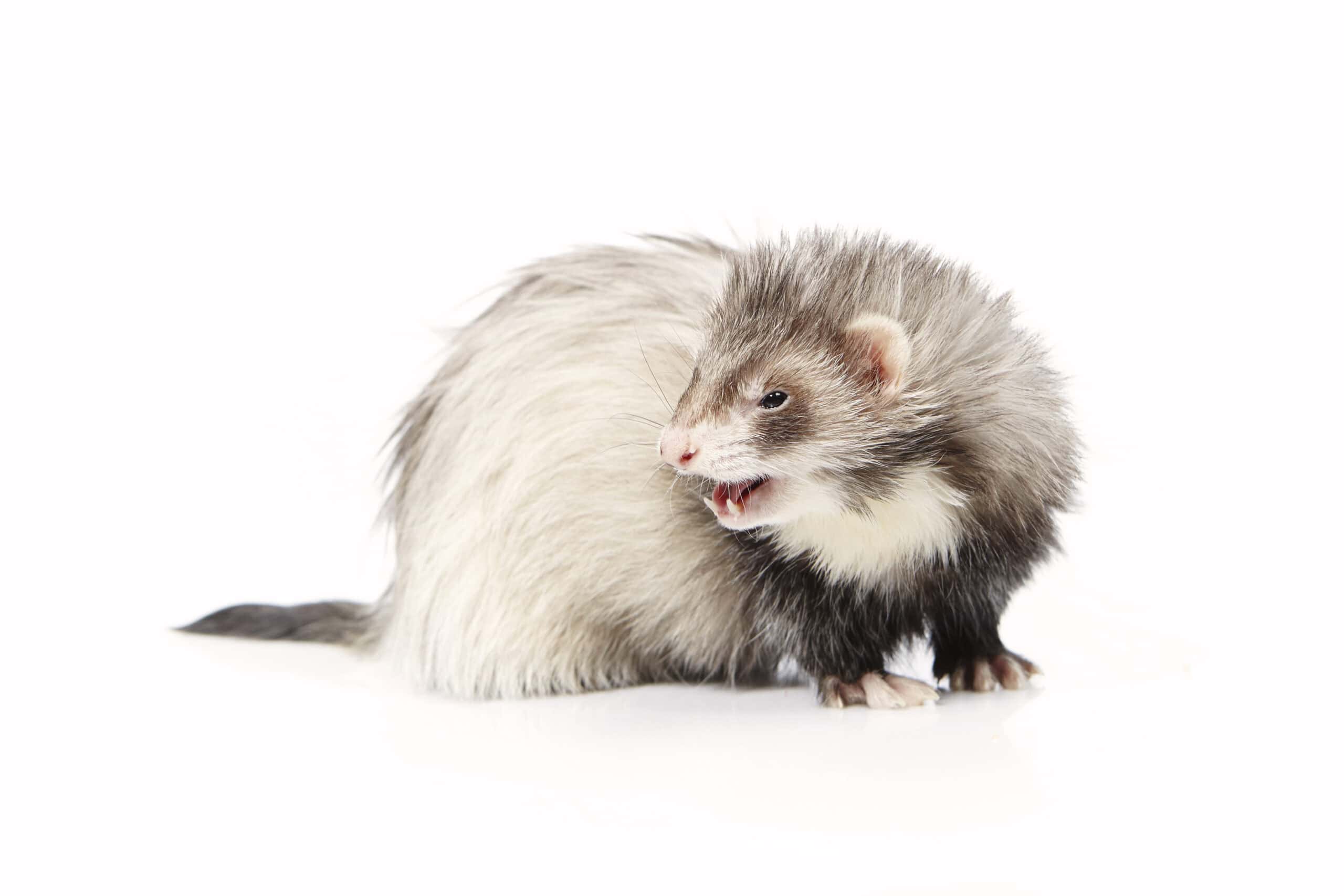 Angora Ferret