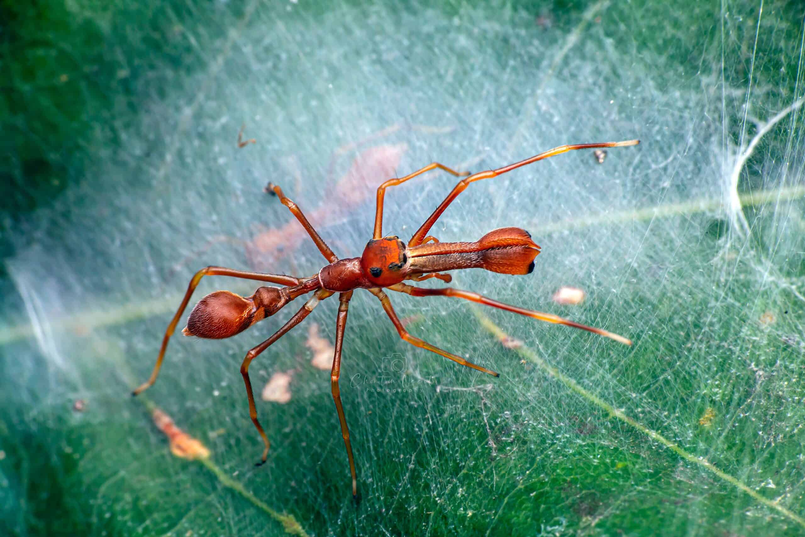 Ant-Mimic Spider (Myrmarachne plataleoides)