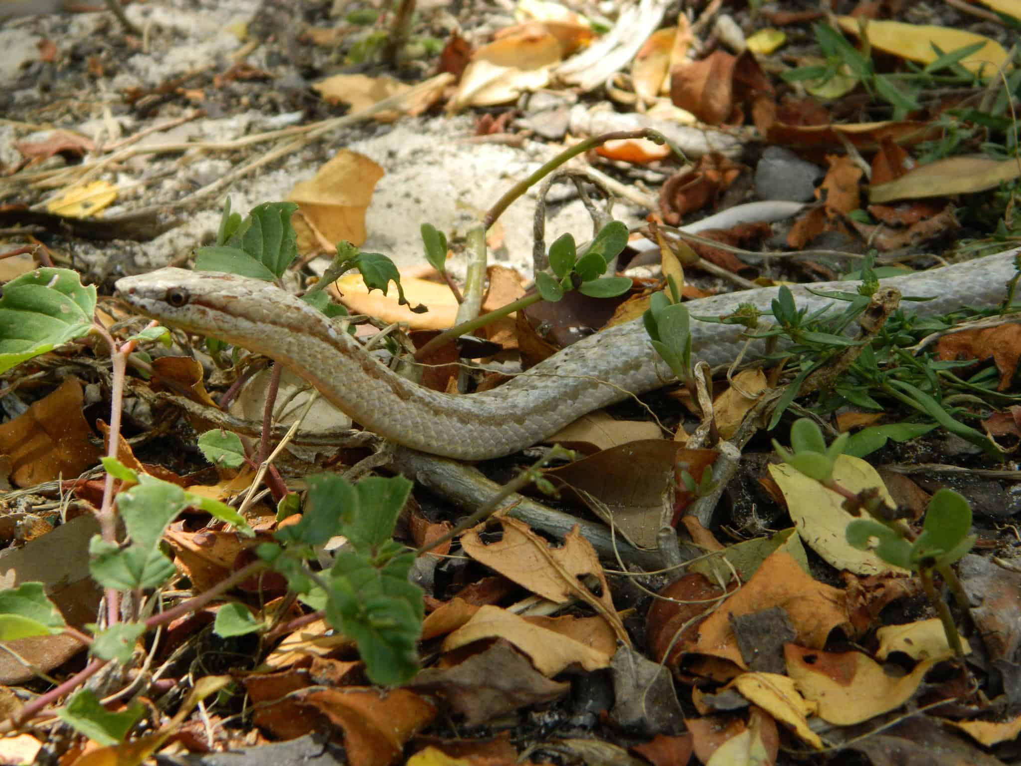 Antiguan Racer