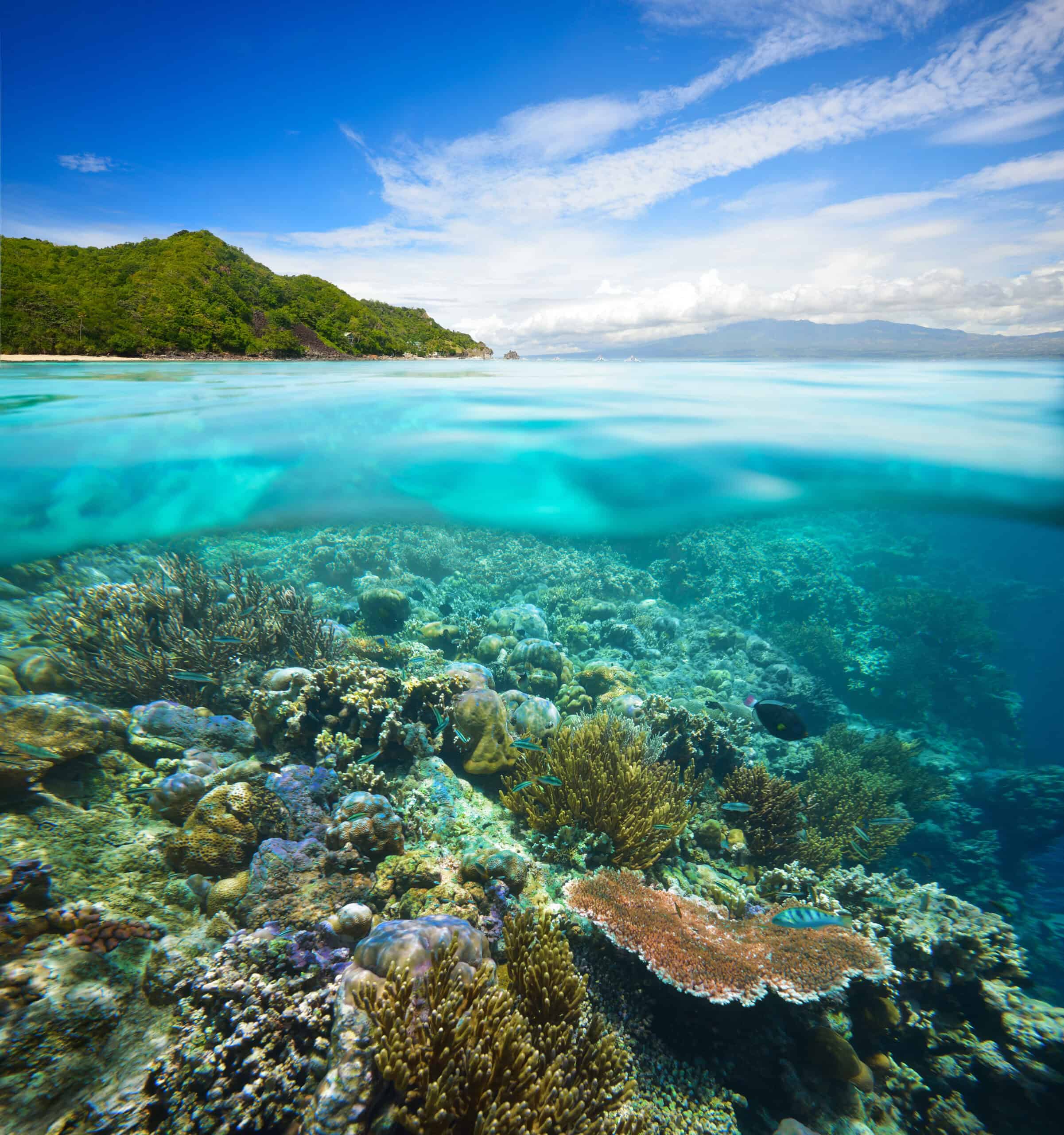 Apo Reef, Philippines