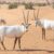 The 15 Most Unique and Rare Antelope Species