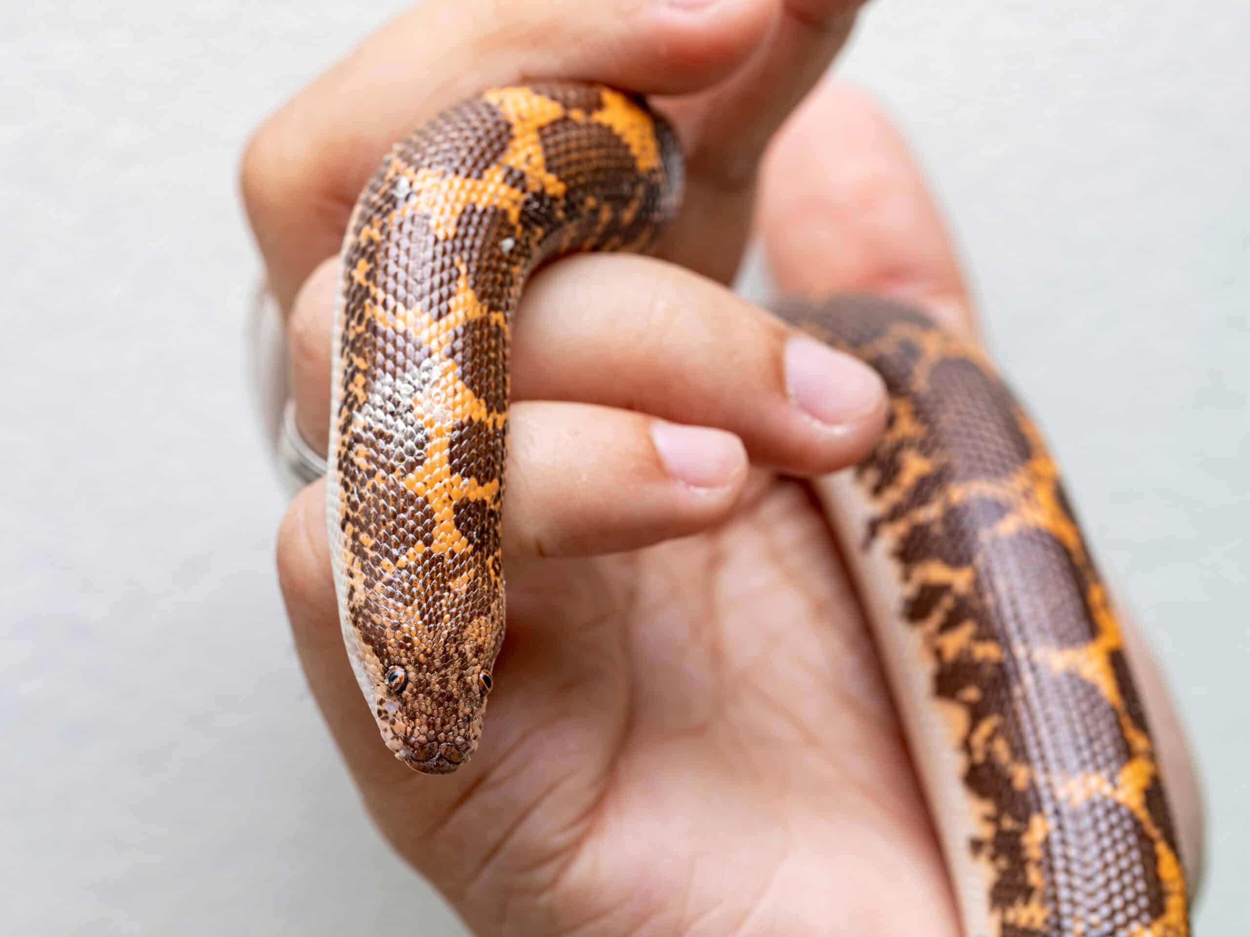 Arabian Sand Boa