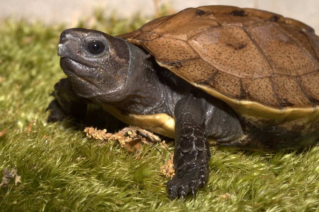 Arakan Forest Turtle