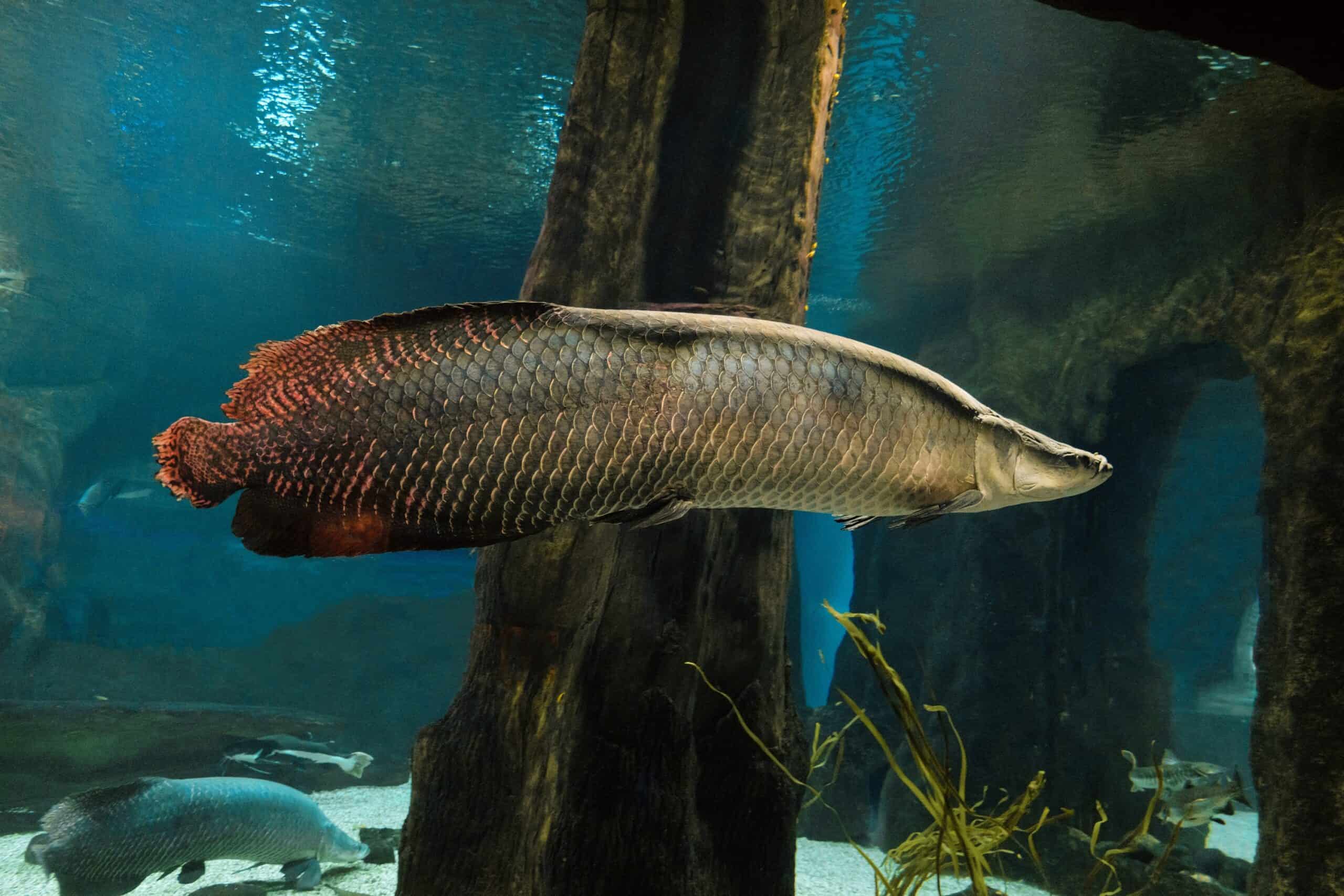 Arapaima