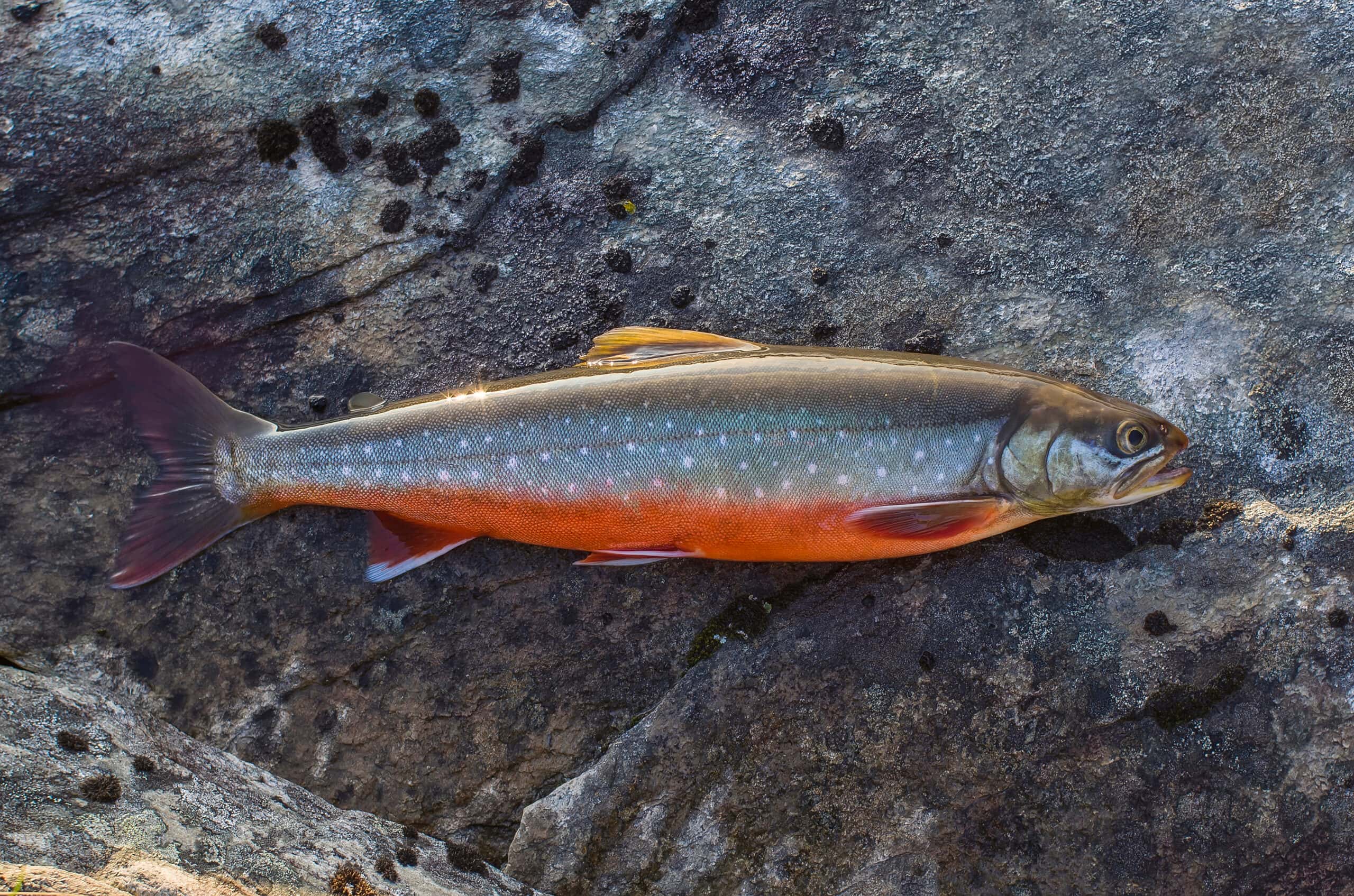 Arctic Char