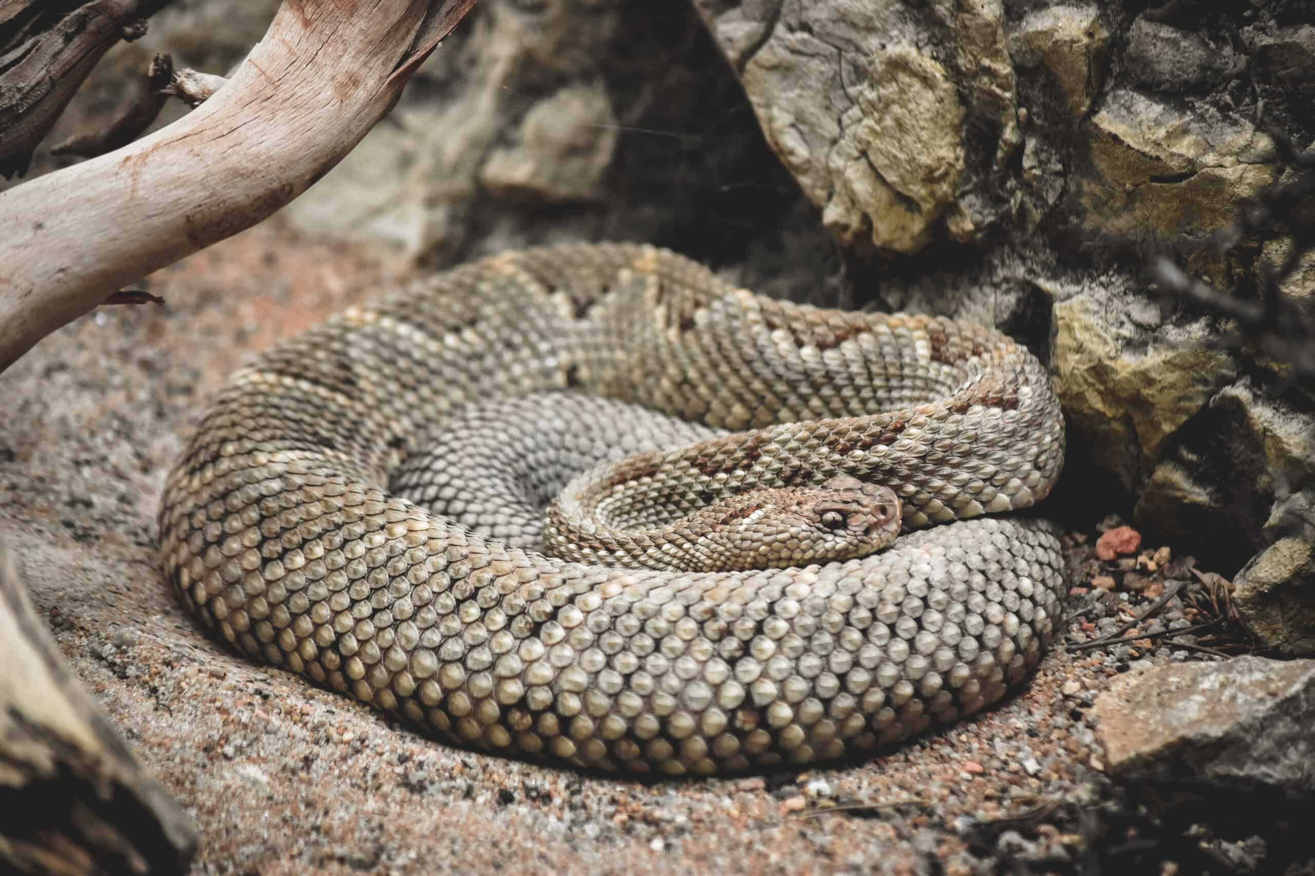 Aruba Island Rattlesnake