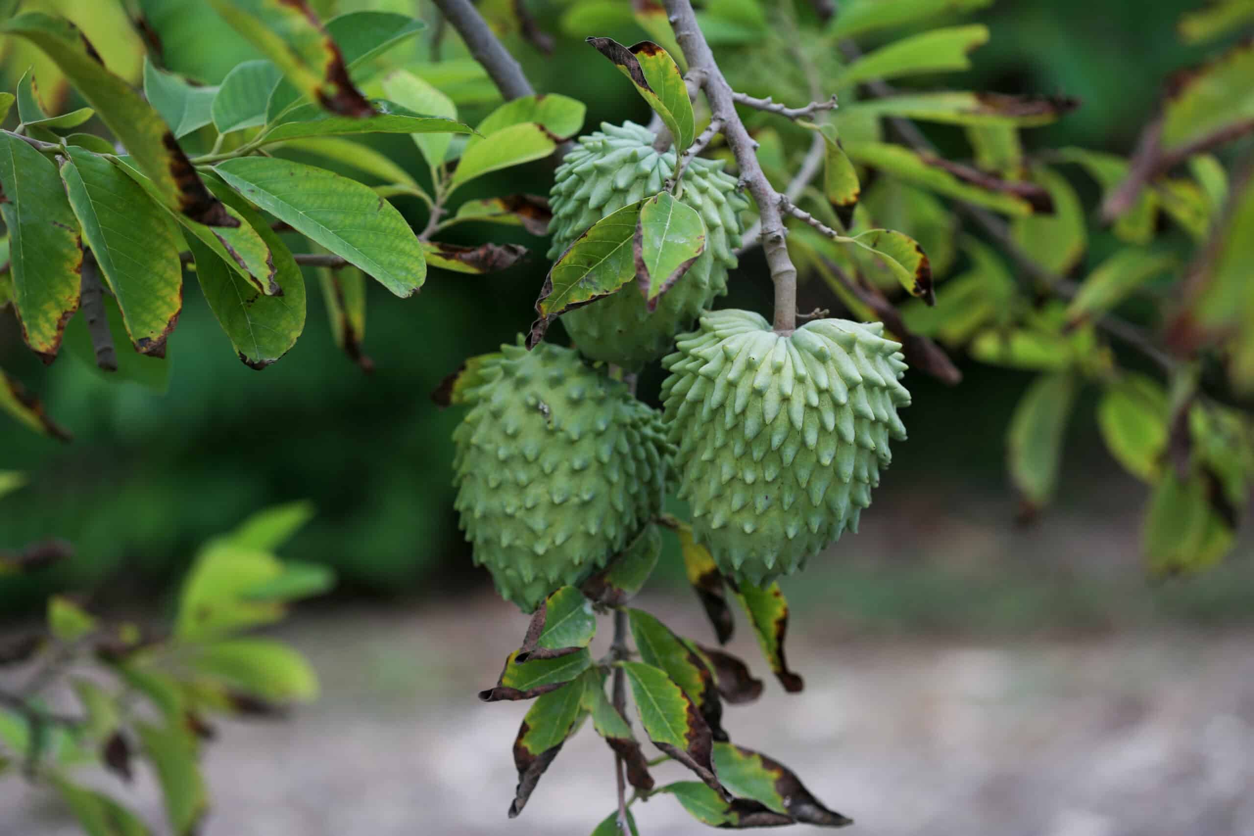 Atemoya Tree