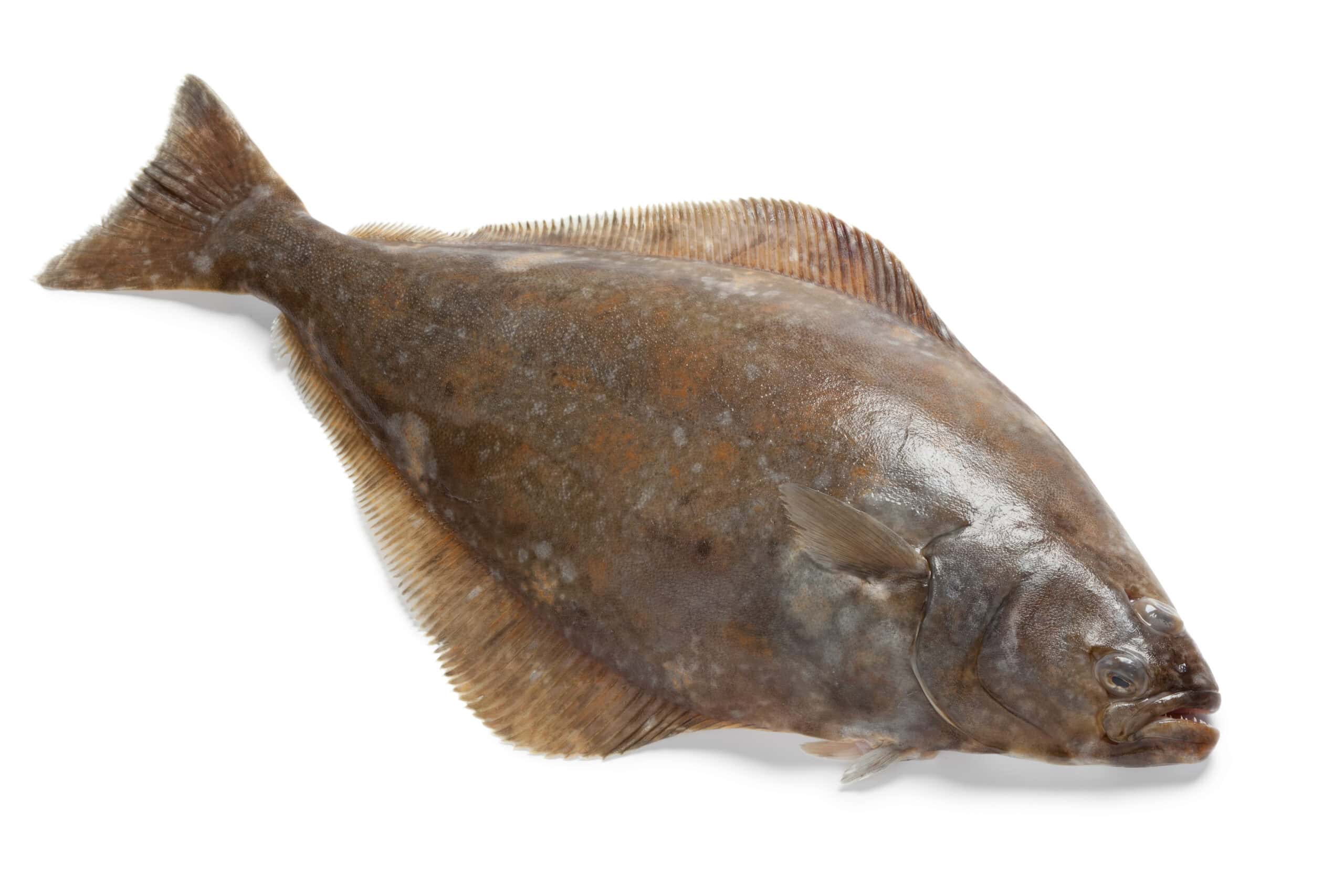 Atlantic Halibut