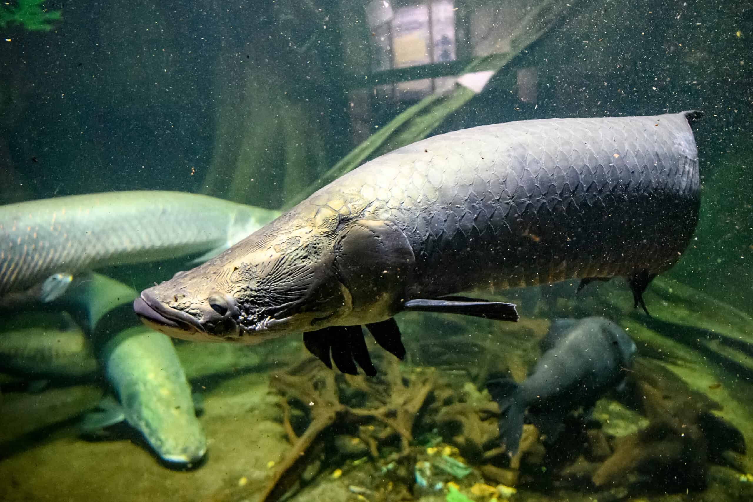 Australian Lungfish