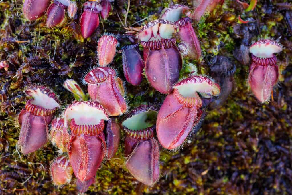 Australian Pitcher Plant (Cephalotus follicularis)