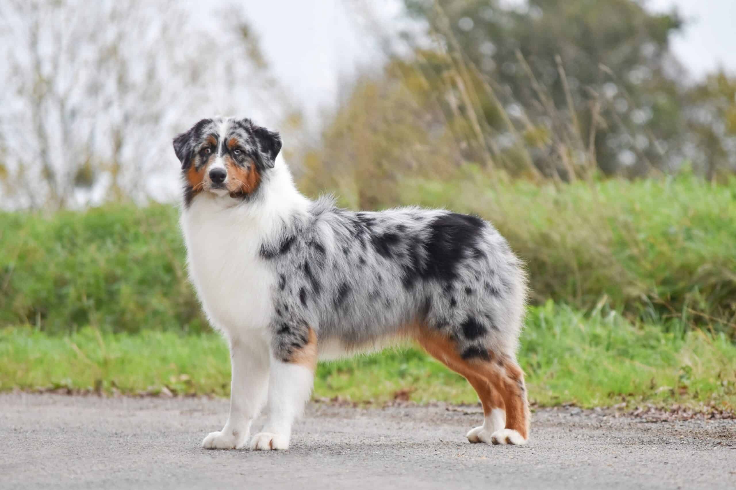 Australian Shepherd