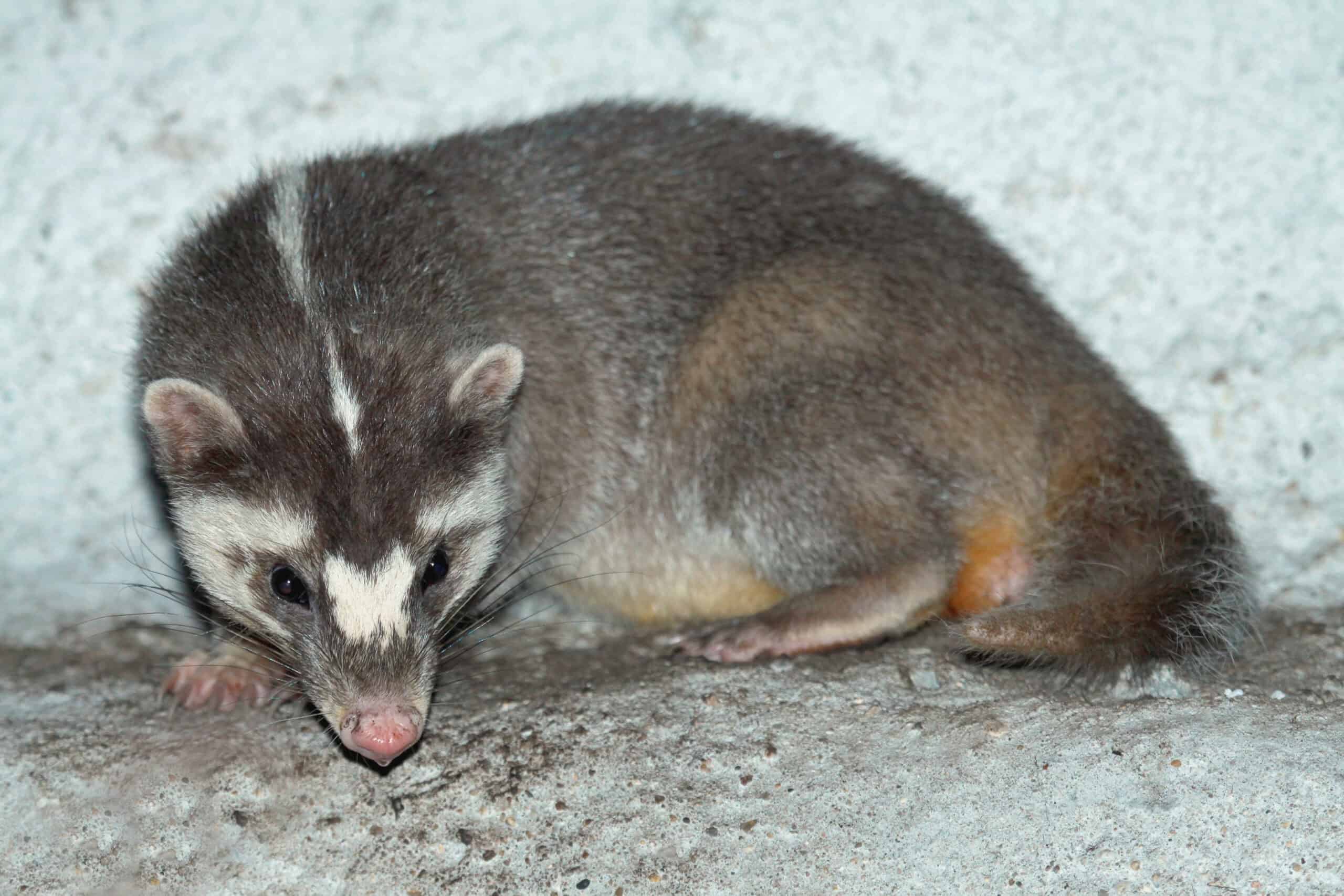 Badger Ferret