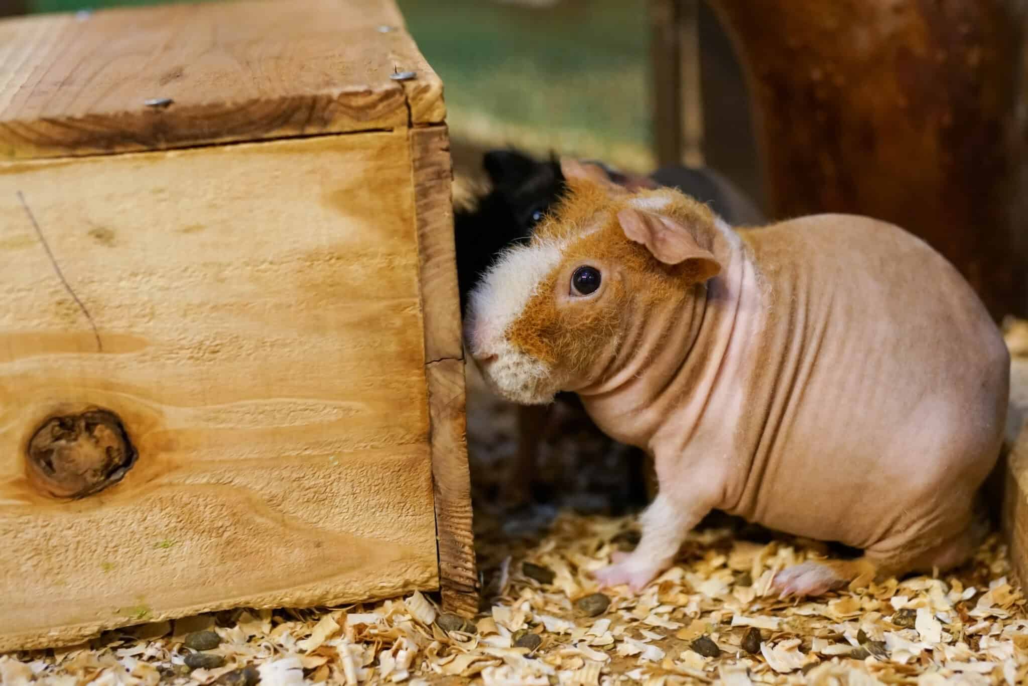 19 Guinea Pig Breeds from Common to Rare - Rarest.org