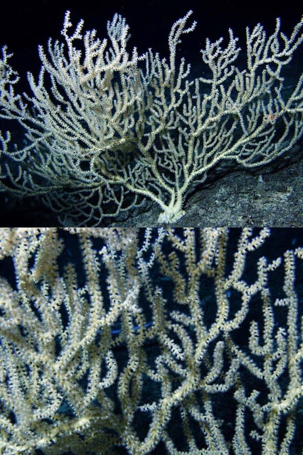 Bamboo Coral