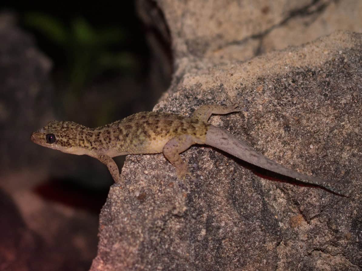 Barbados Leaf-Toed Gecko