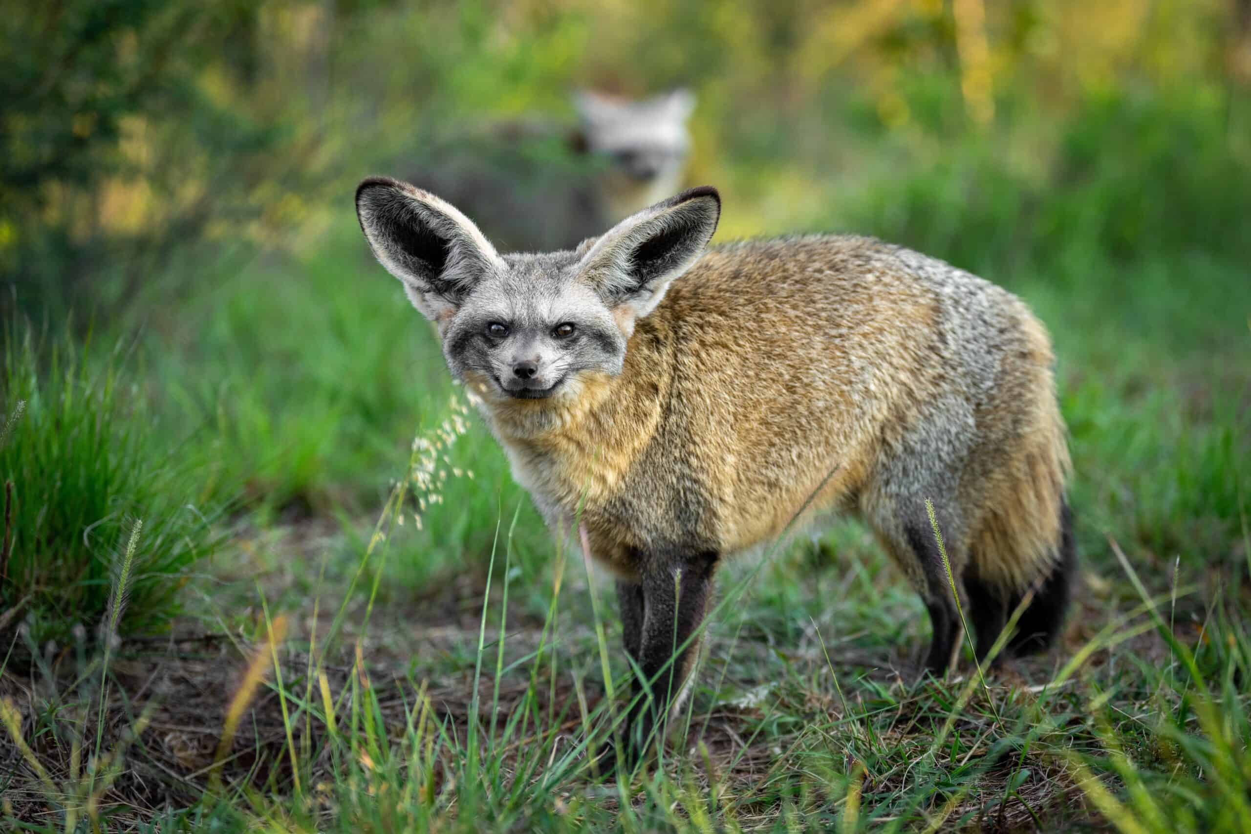 Bat-eared Fox (Otocyon megalotis)