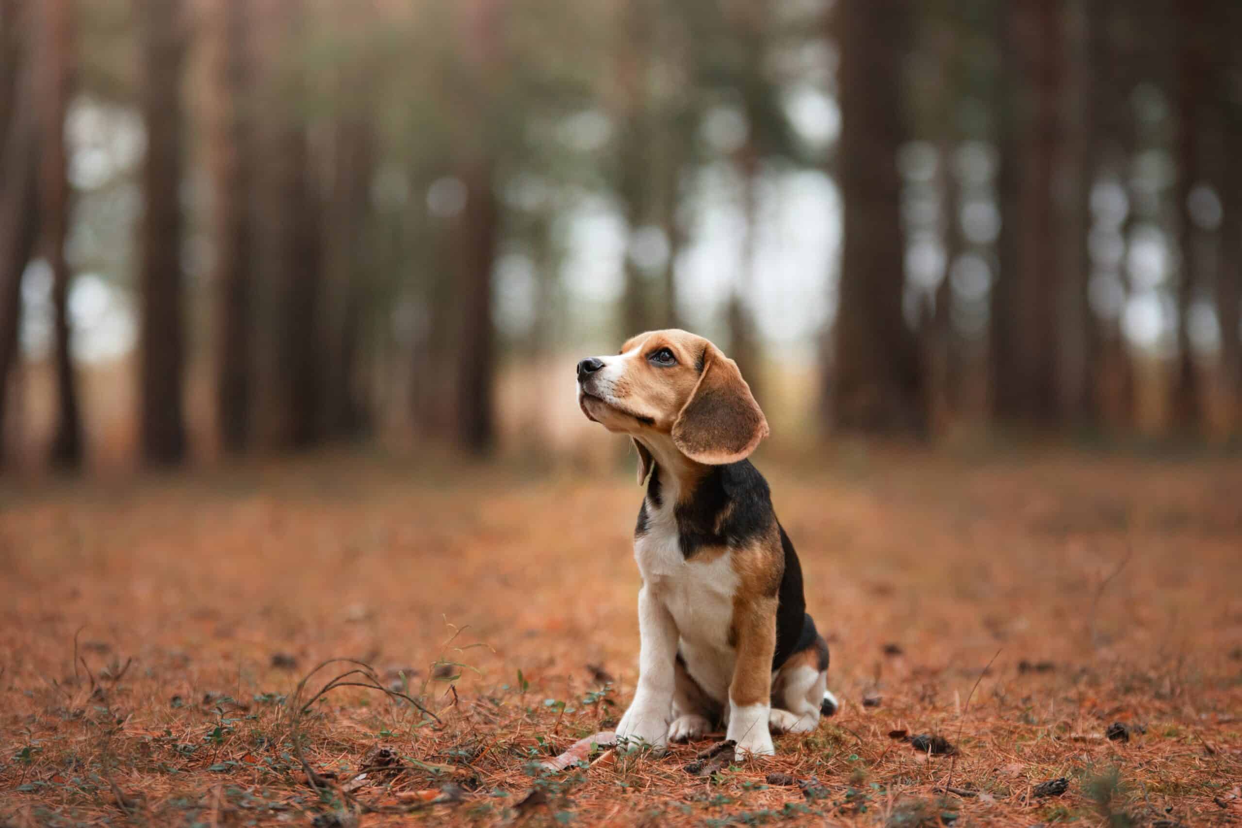 Beagle