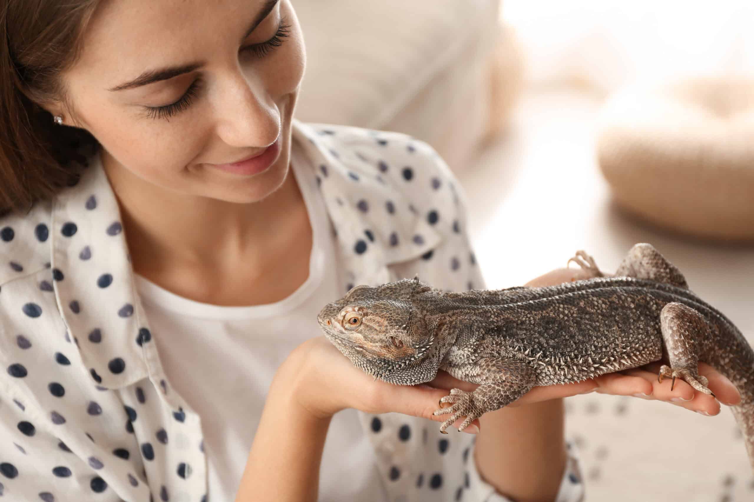 Bearded Dragon