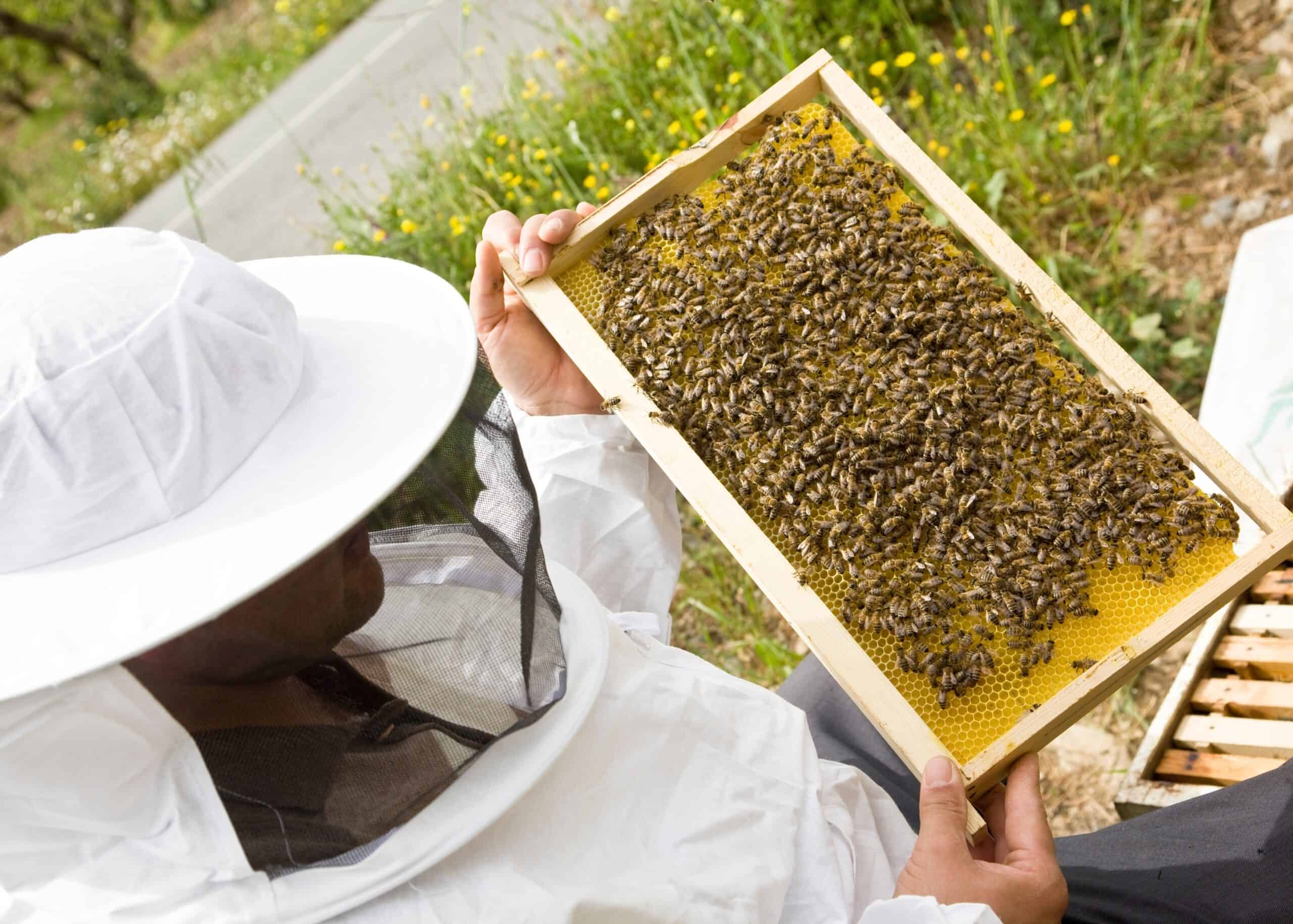 Bee Keeping