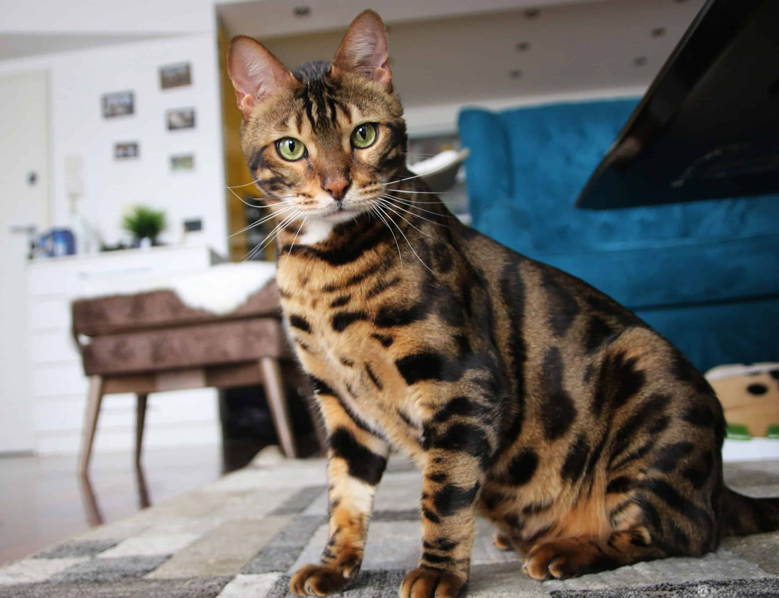 Bengal