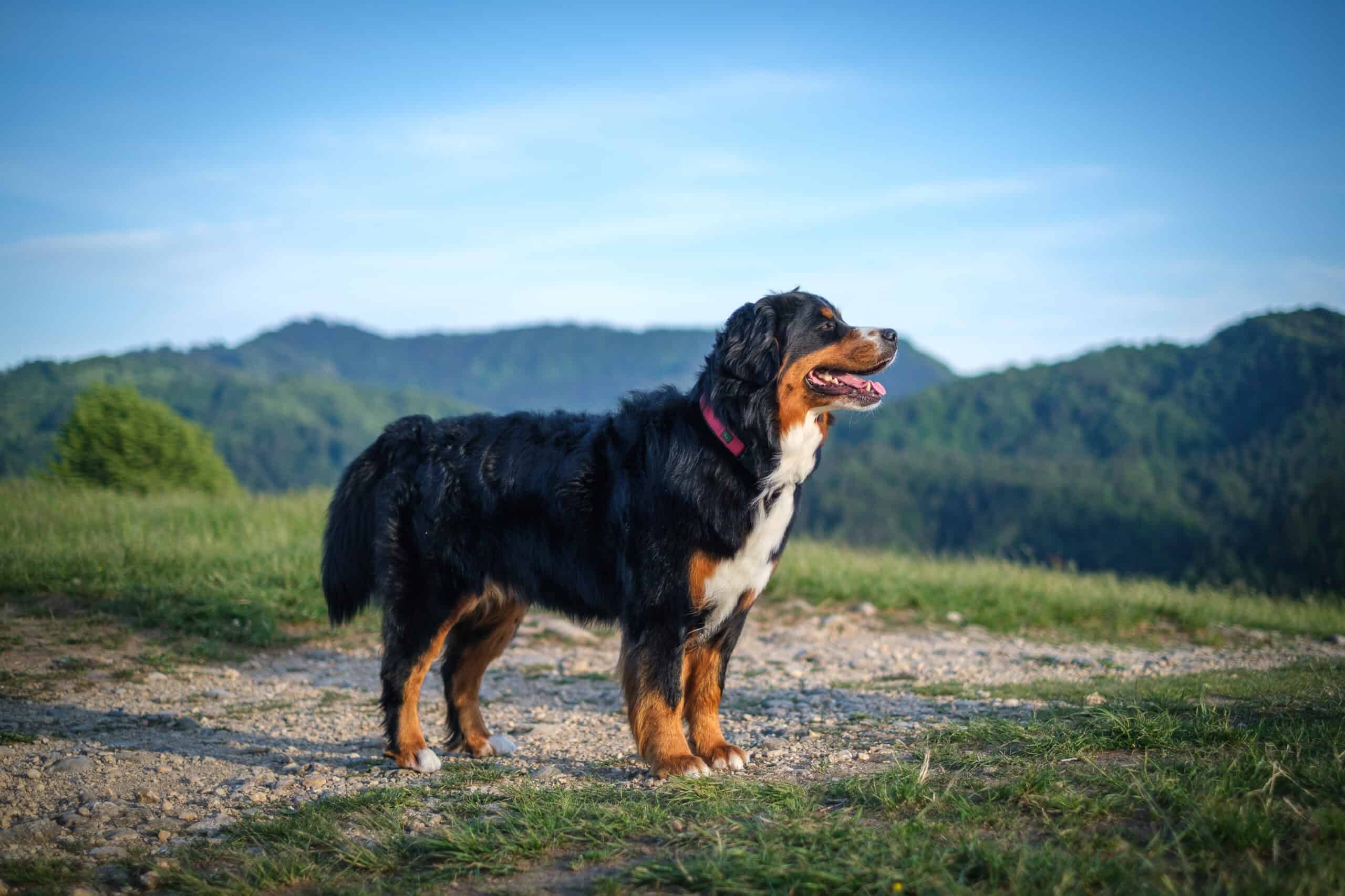 Bernese Mountain Dog