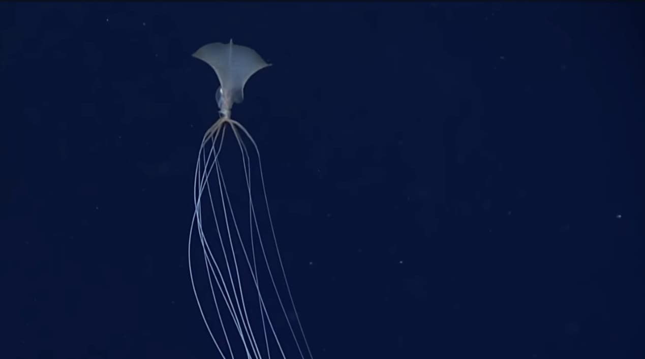 Bigfin Squid