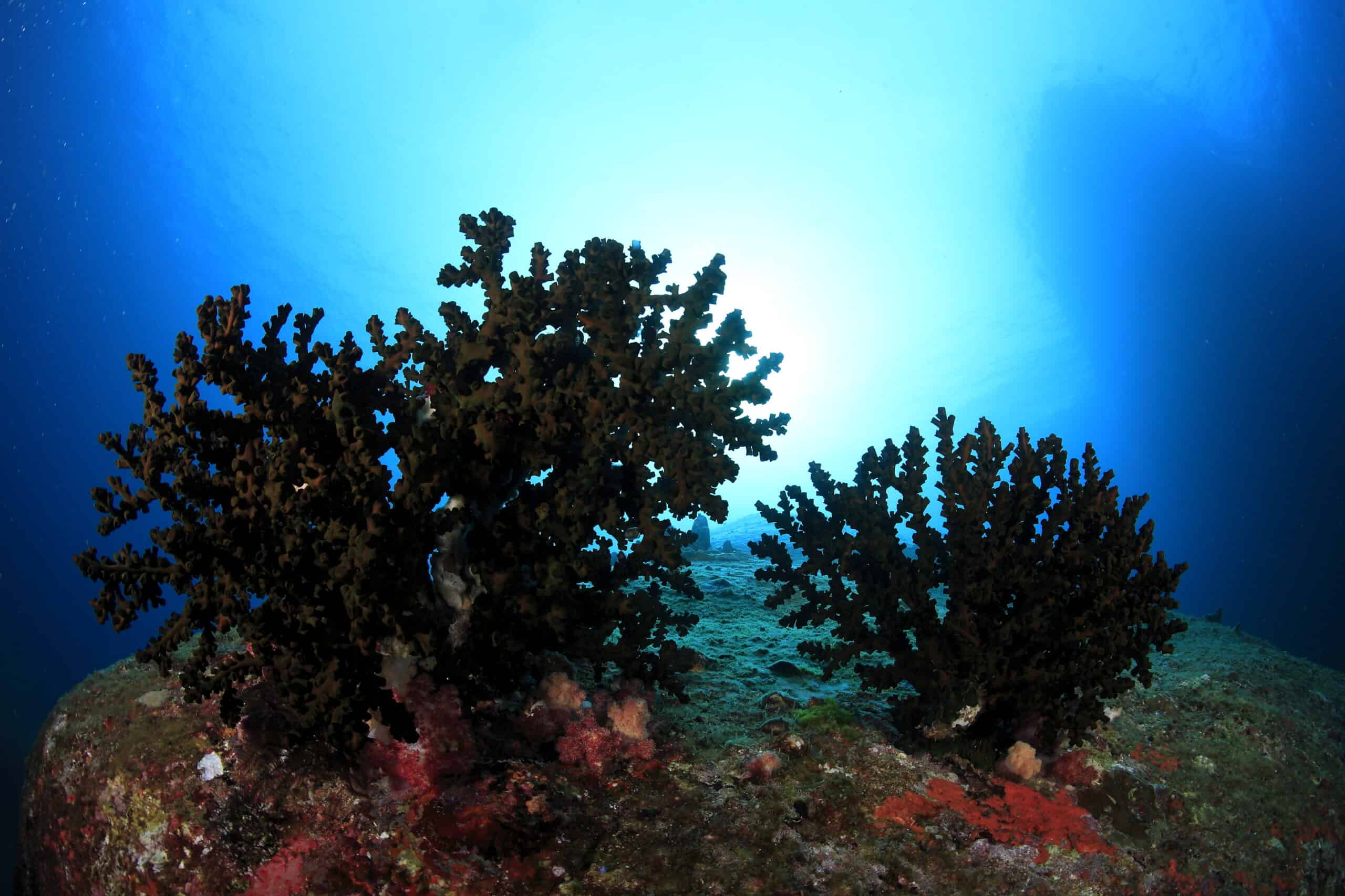 Black Coral (Antipatharia)