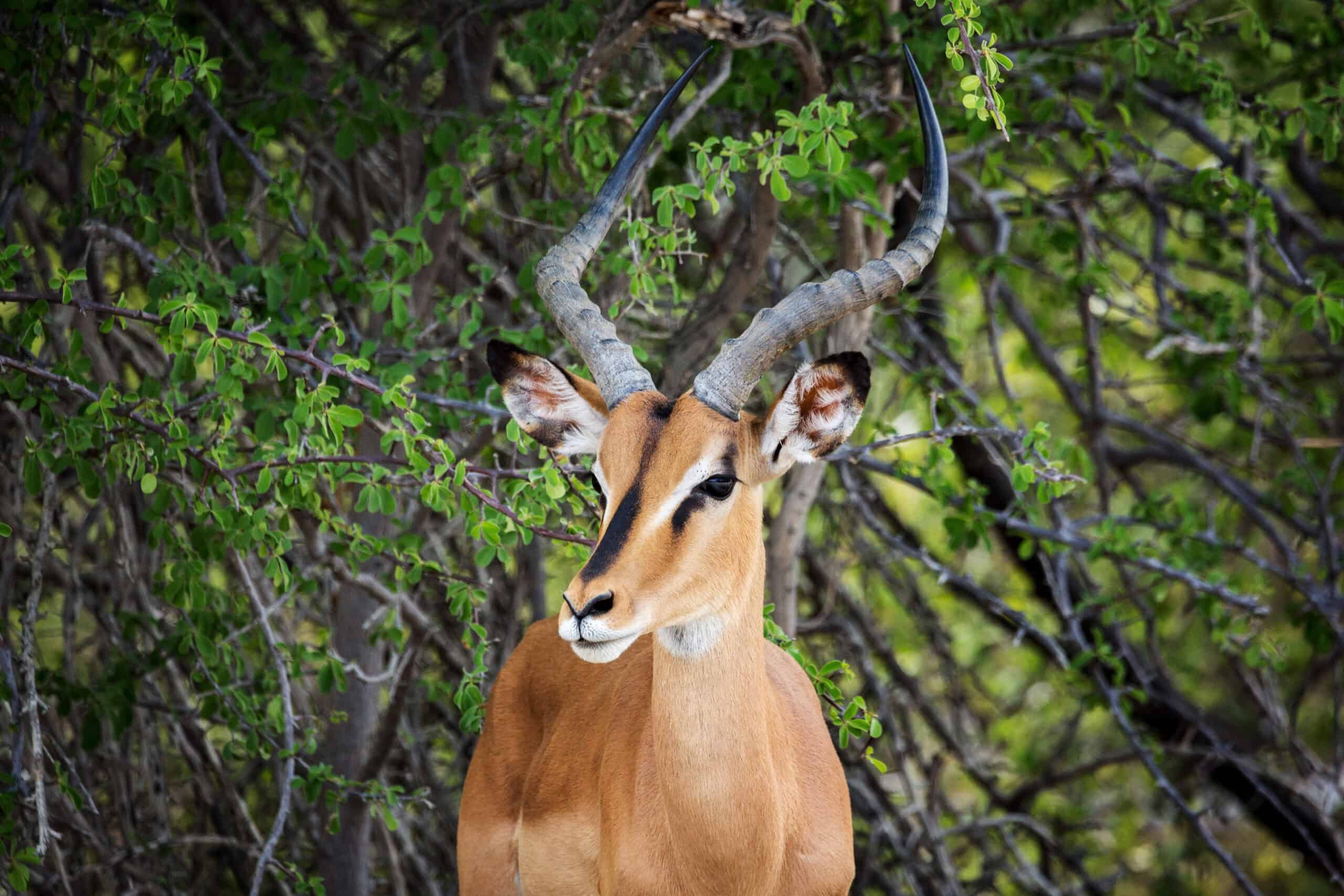 Black-Faced Impala