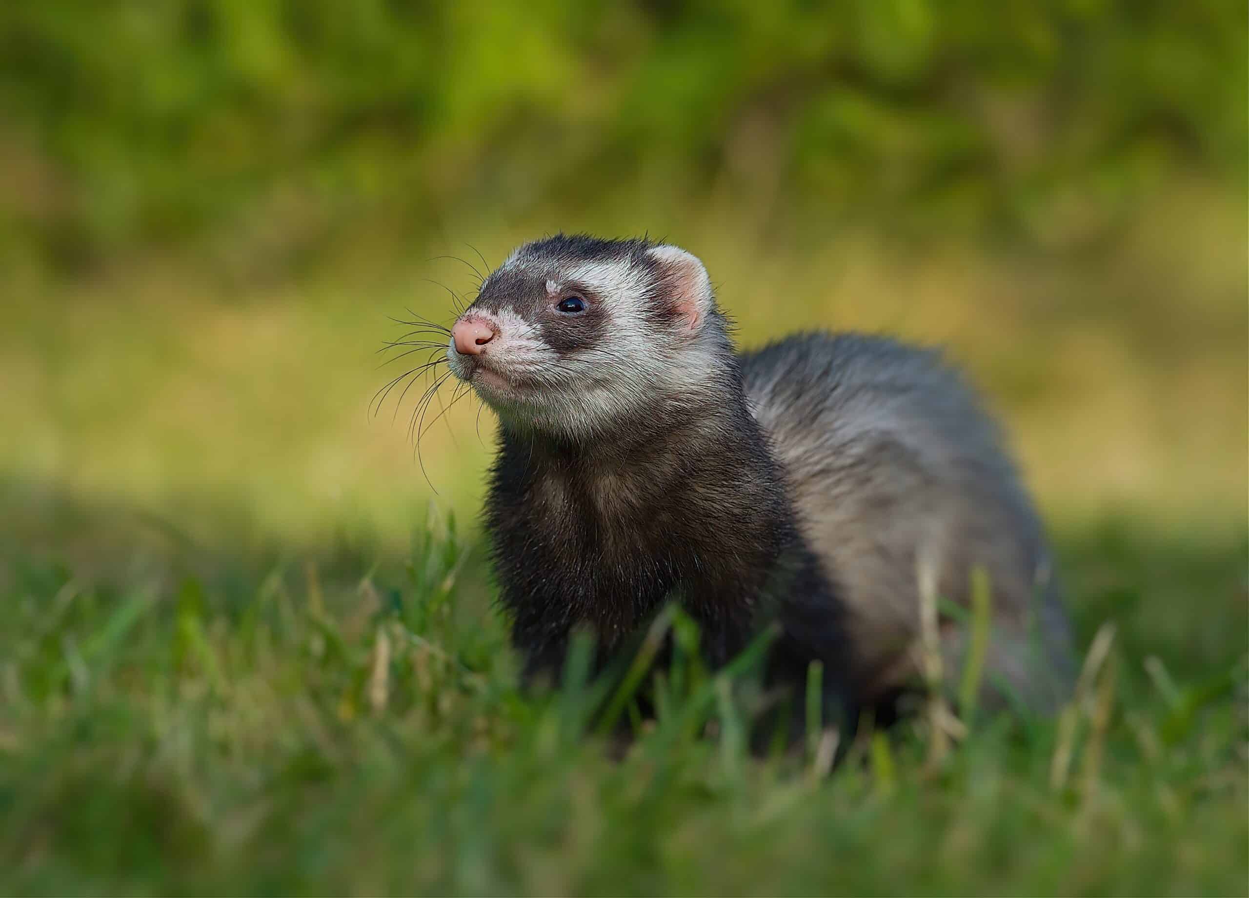 Black Sable Ferret