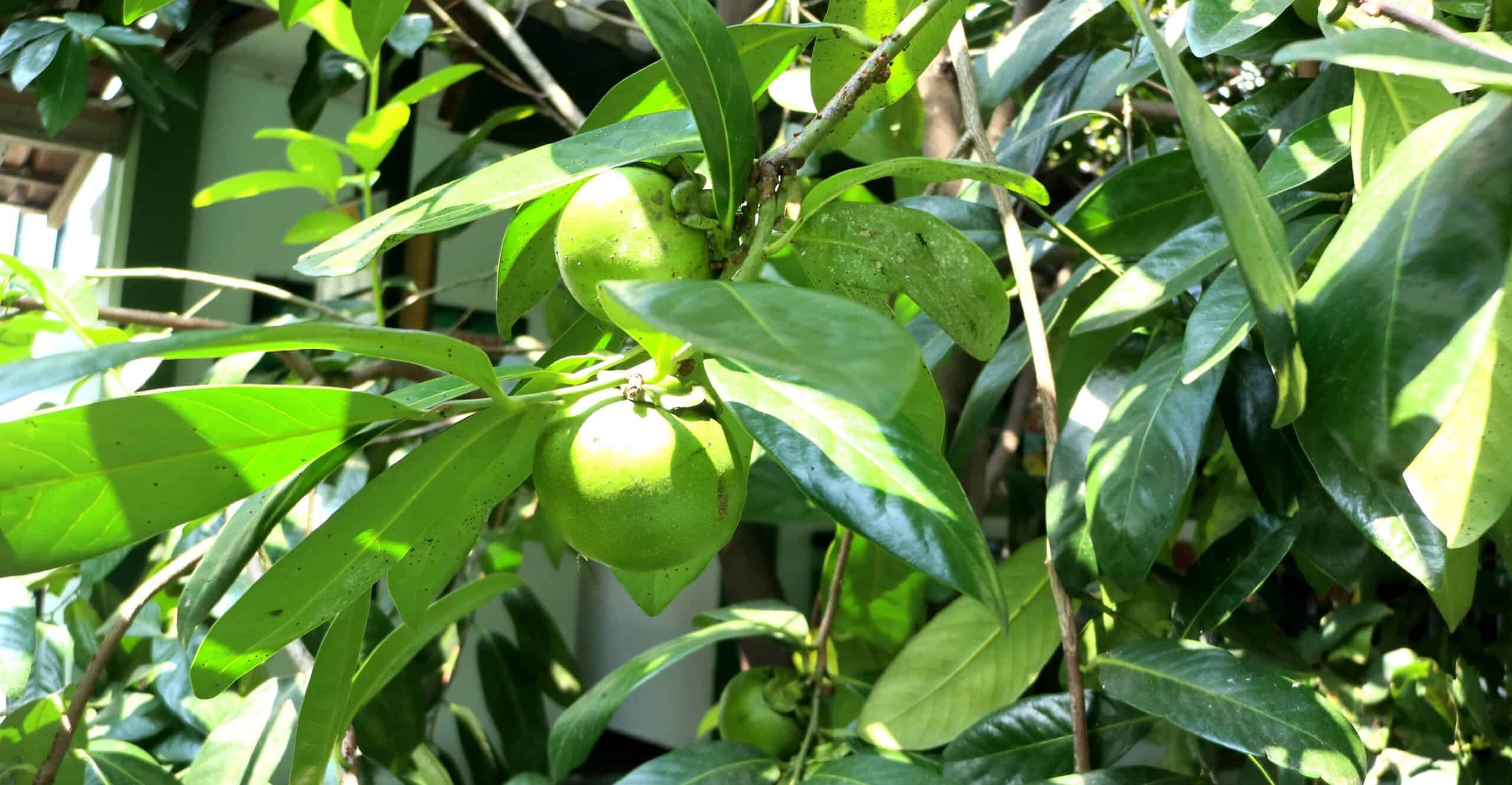 Black Sapote Tree