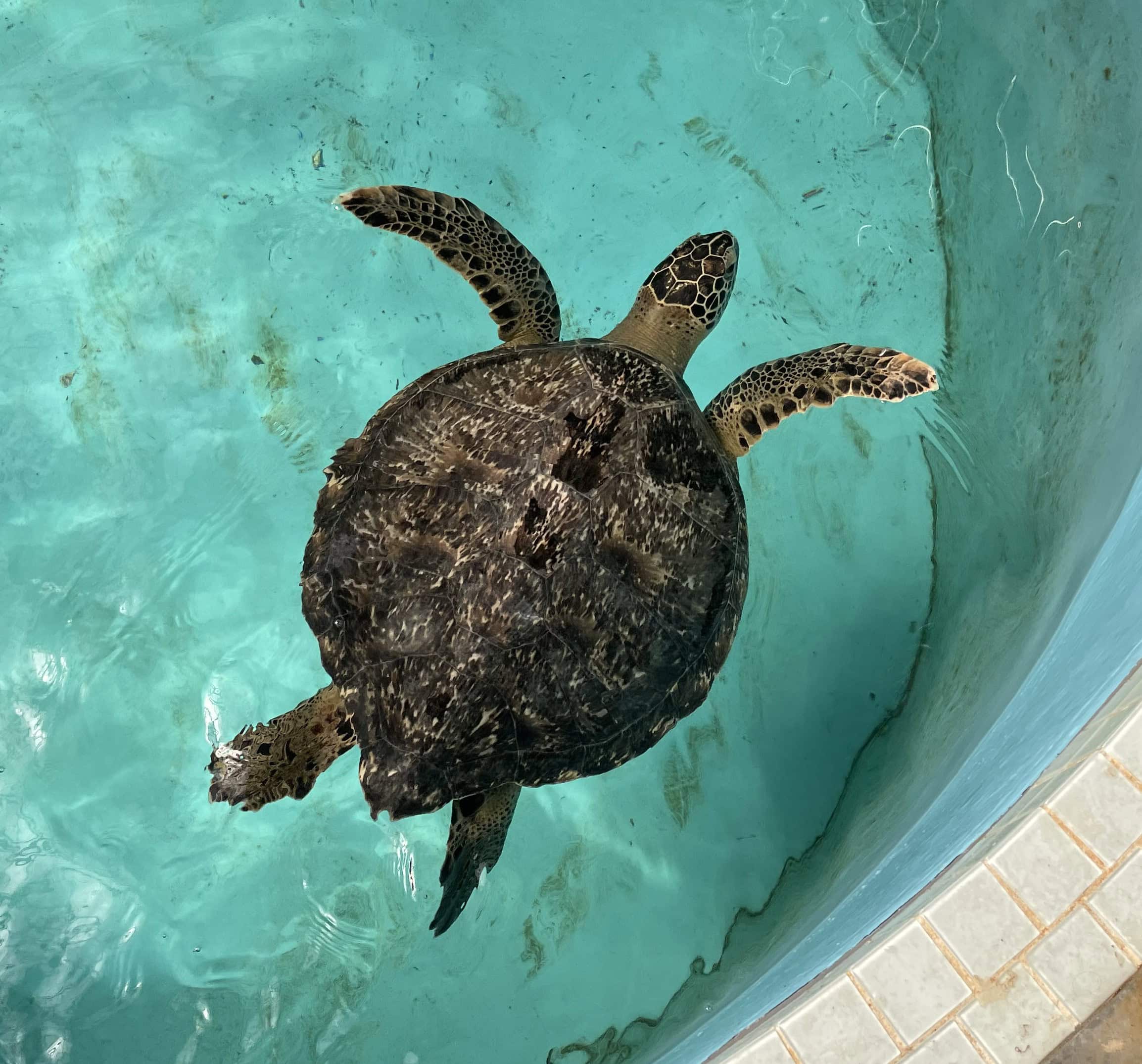 Black Sea Turtle (Chelonia mydas agassizii)