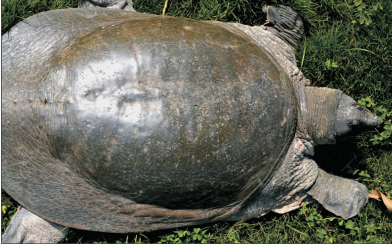 Black Softshell Turtle