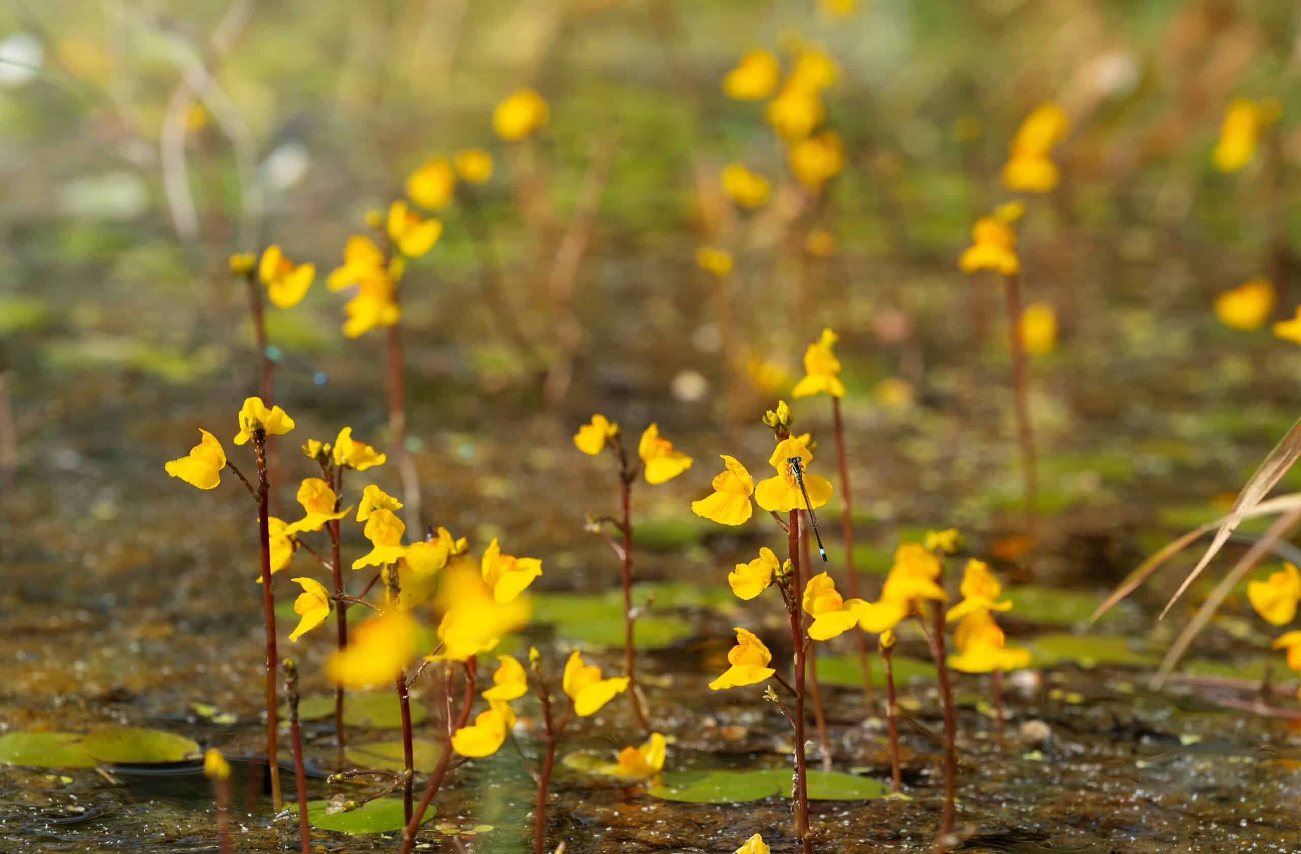 Bladderwort (Utricularia)